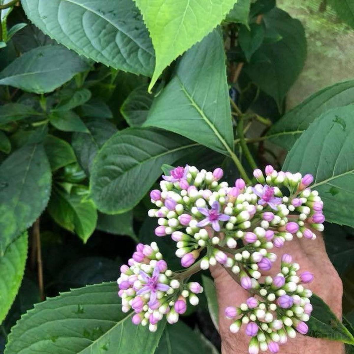 Dichroa febrifuga syn. Versicolour
