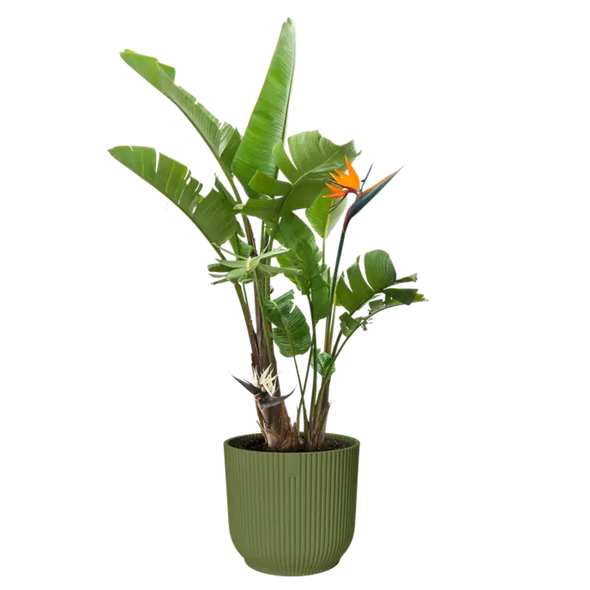 Elho Vibes Fold Round Plant Pot  30cm Fern Green