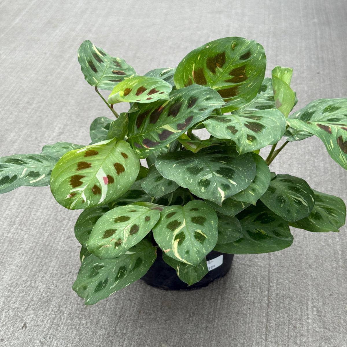 Maranta Prayer Plant Green