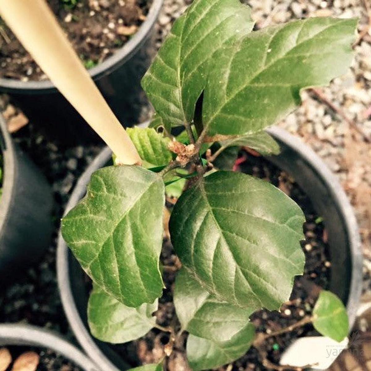 Quercus alnifolia