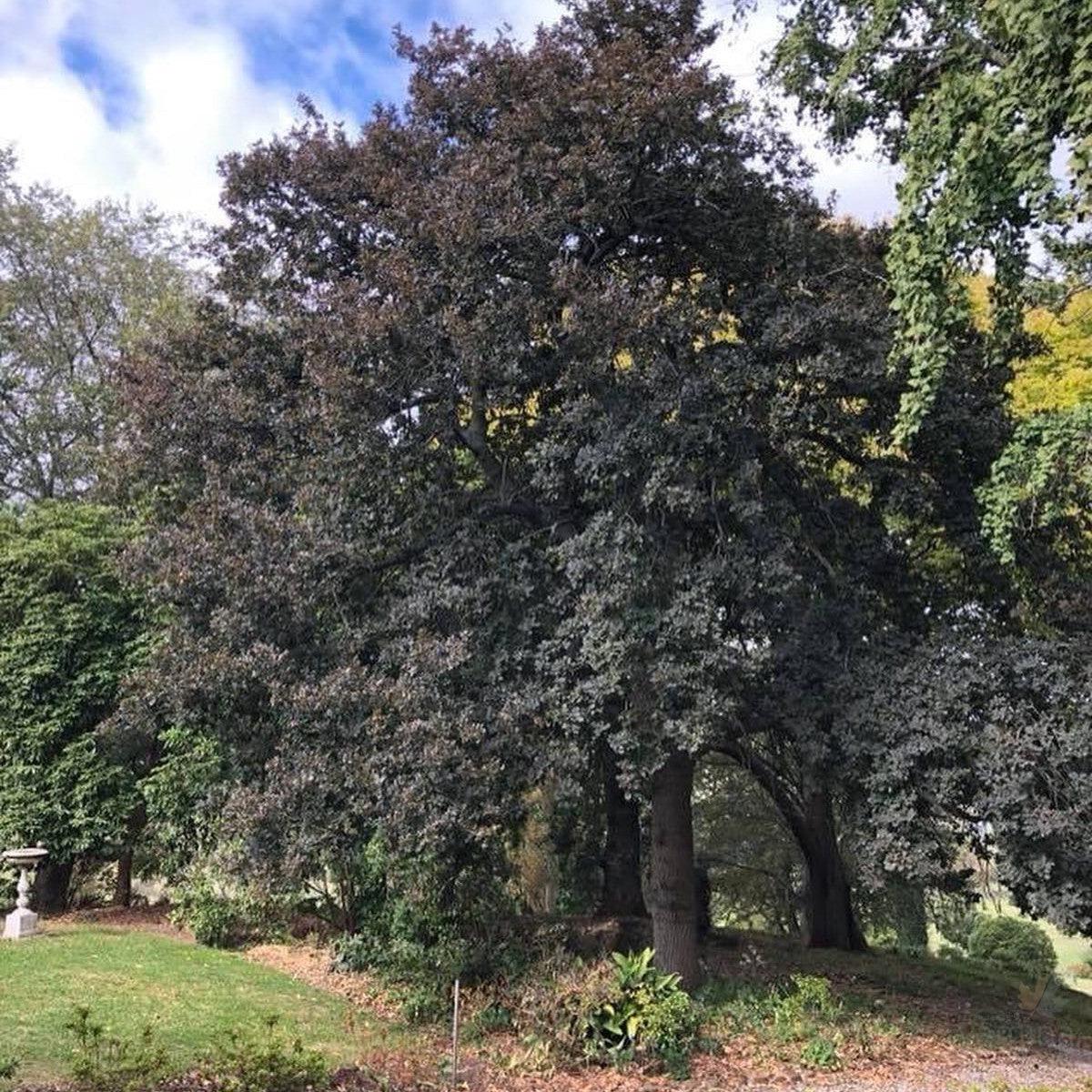 Quercus robur Atropurpurea