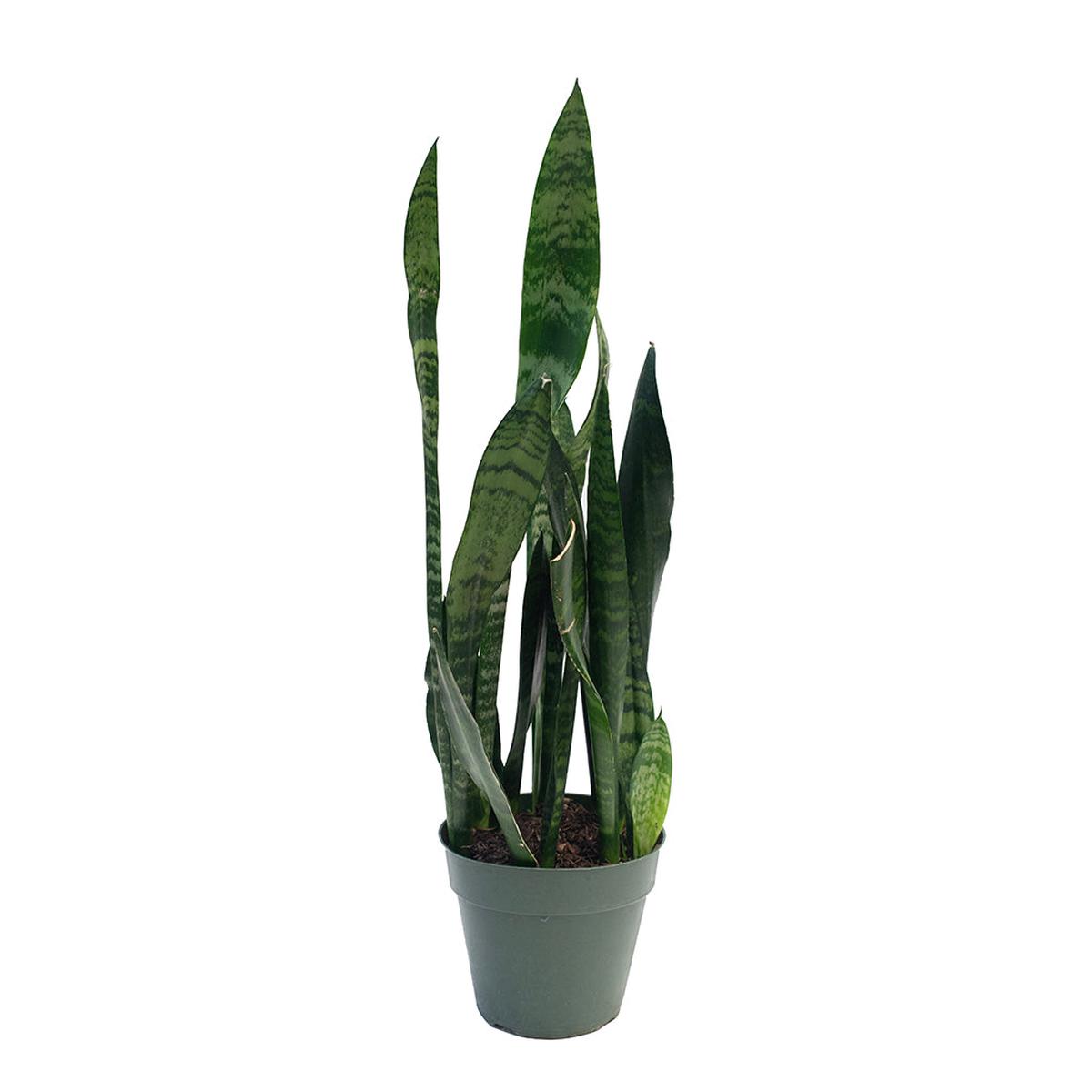 Sansevieria/Snake Plant - Black Coral 6"