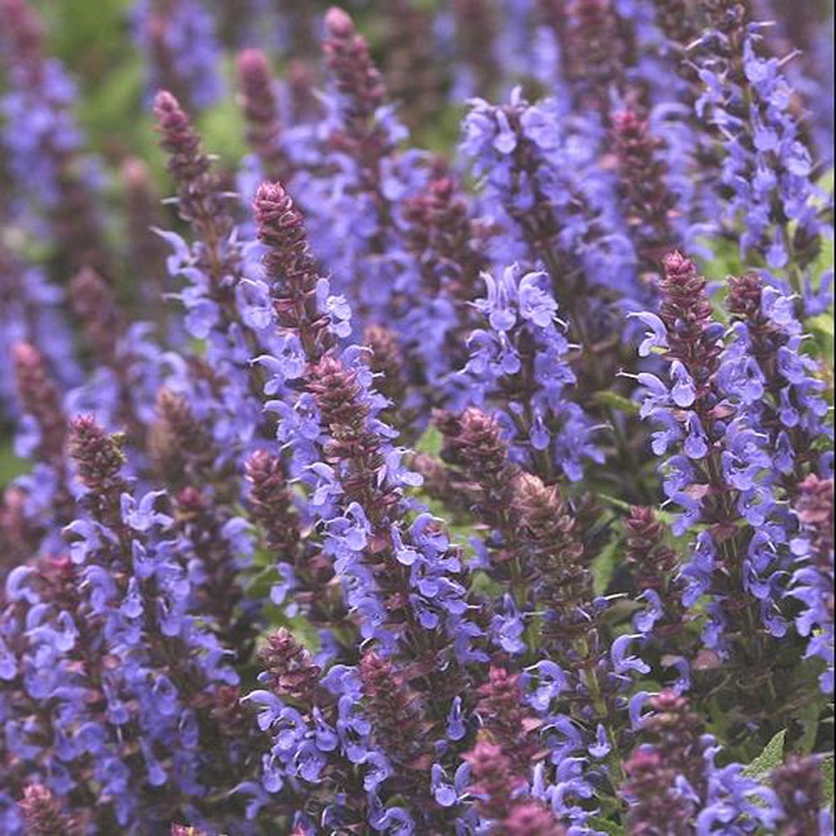 Sensation Sky Blue Meadow Sage (Salvia nemerosa 'Sensation Sky Blue') - 1 gallon