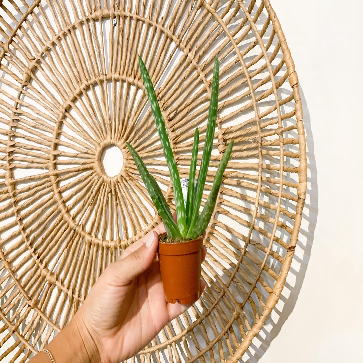 2 Aloe Vera