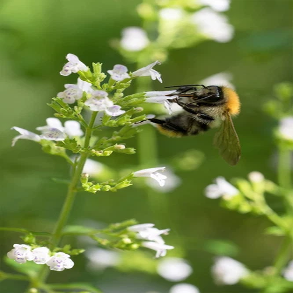 20 CALAMINT Lesser Calamintha Nepeta Officinalis Herb White - Lilac Flower Seeds