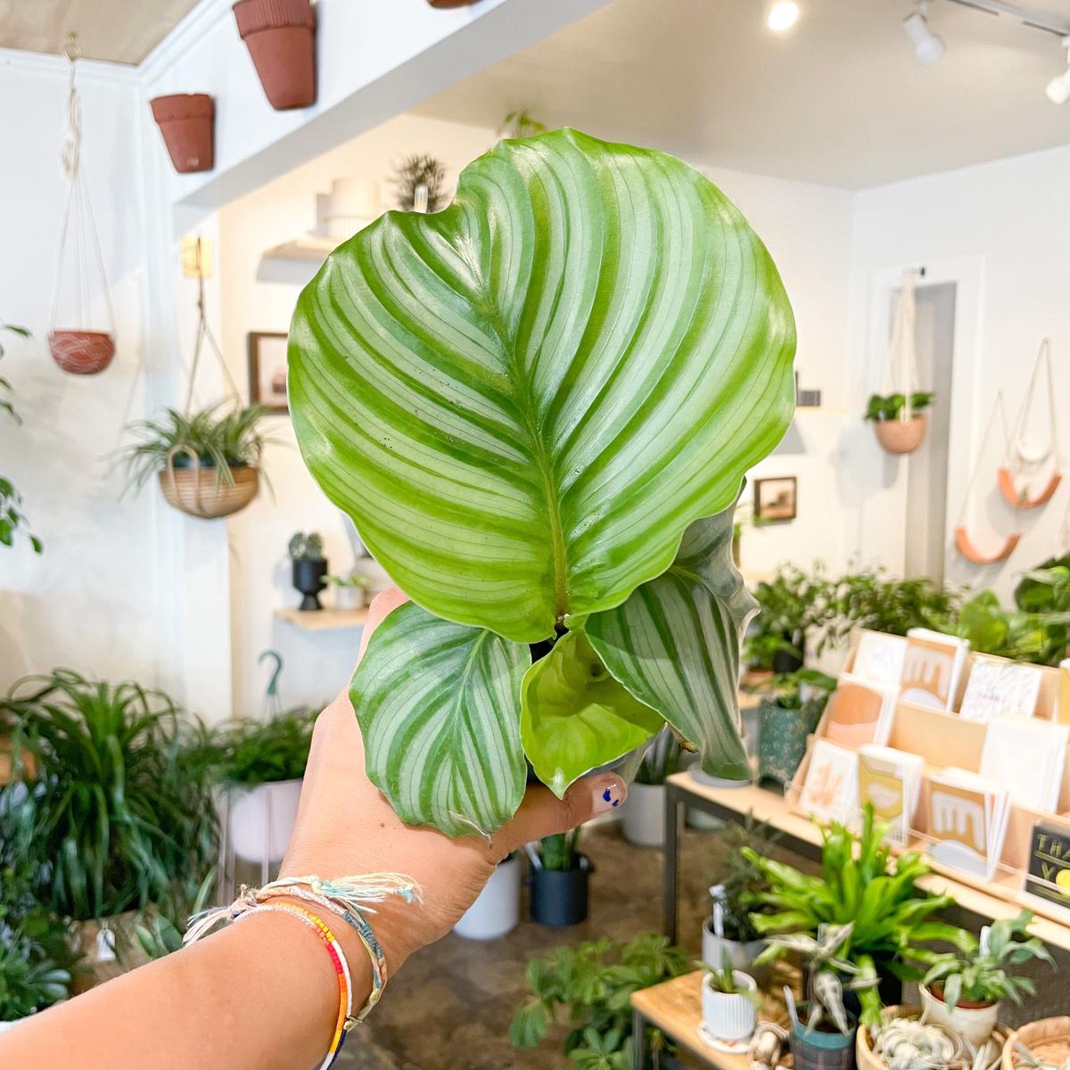 4 Calathea Orbifolia