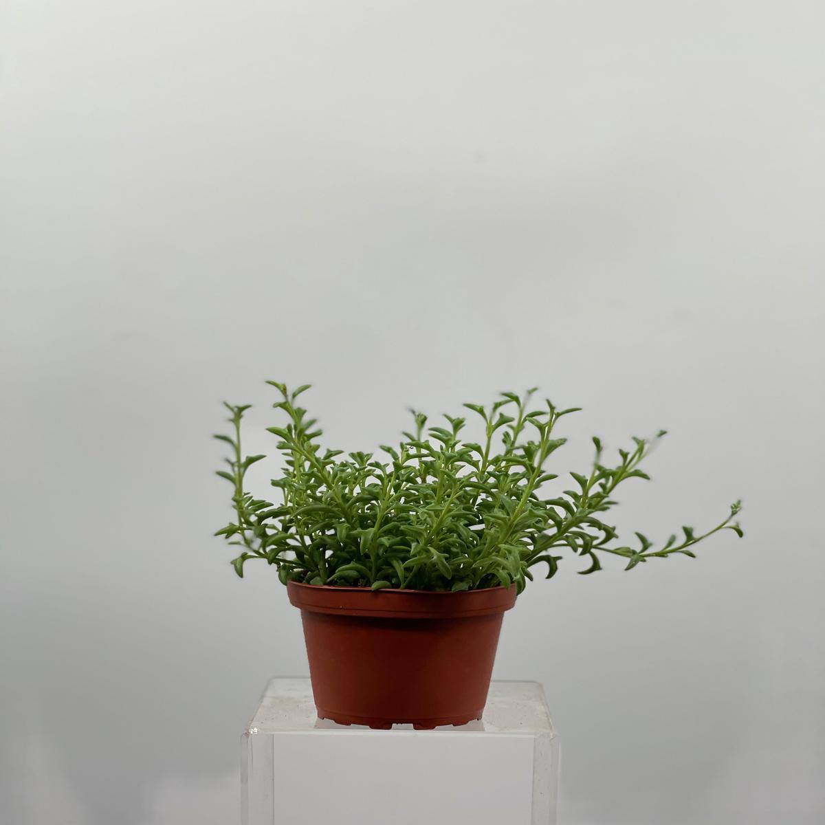 4" Senecio String of Dolphins