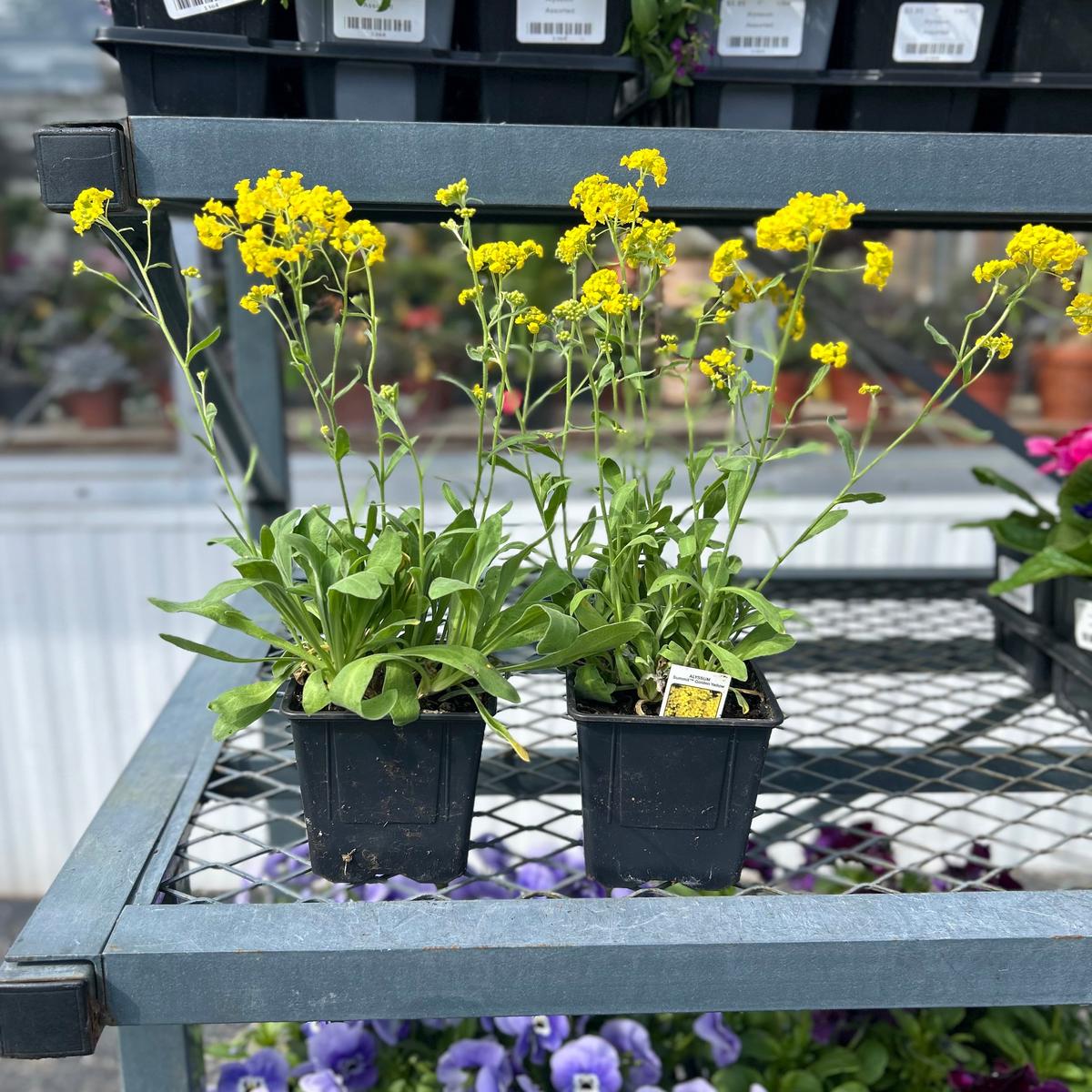 4" Summit Basket of Gold Alyssum