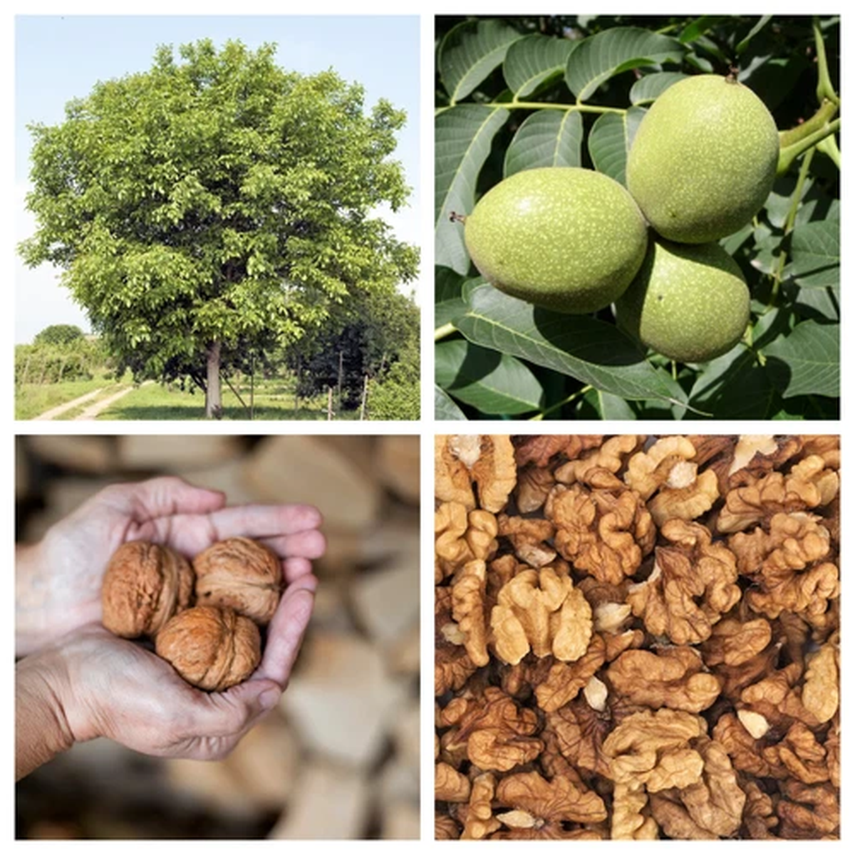 5 ENGLISH WALNUT aka Common, Hardy Carpathian, Persian Nut Fruit Tree Juglans Re