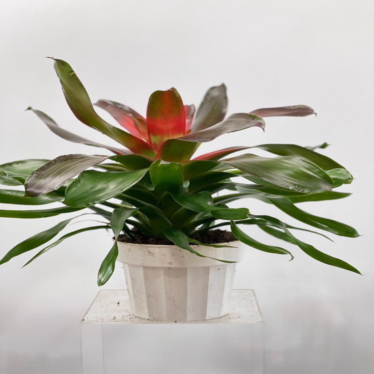 6" Neoregelia Medusa