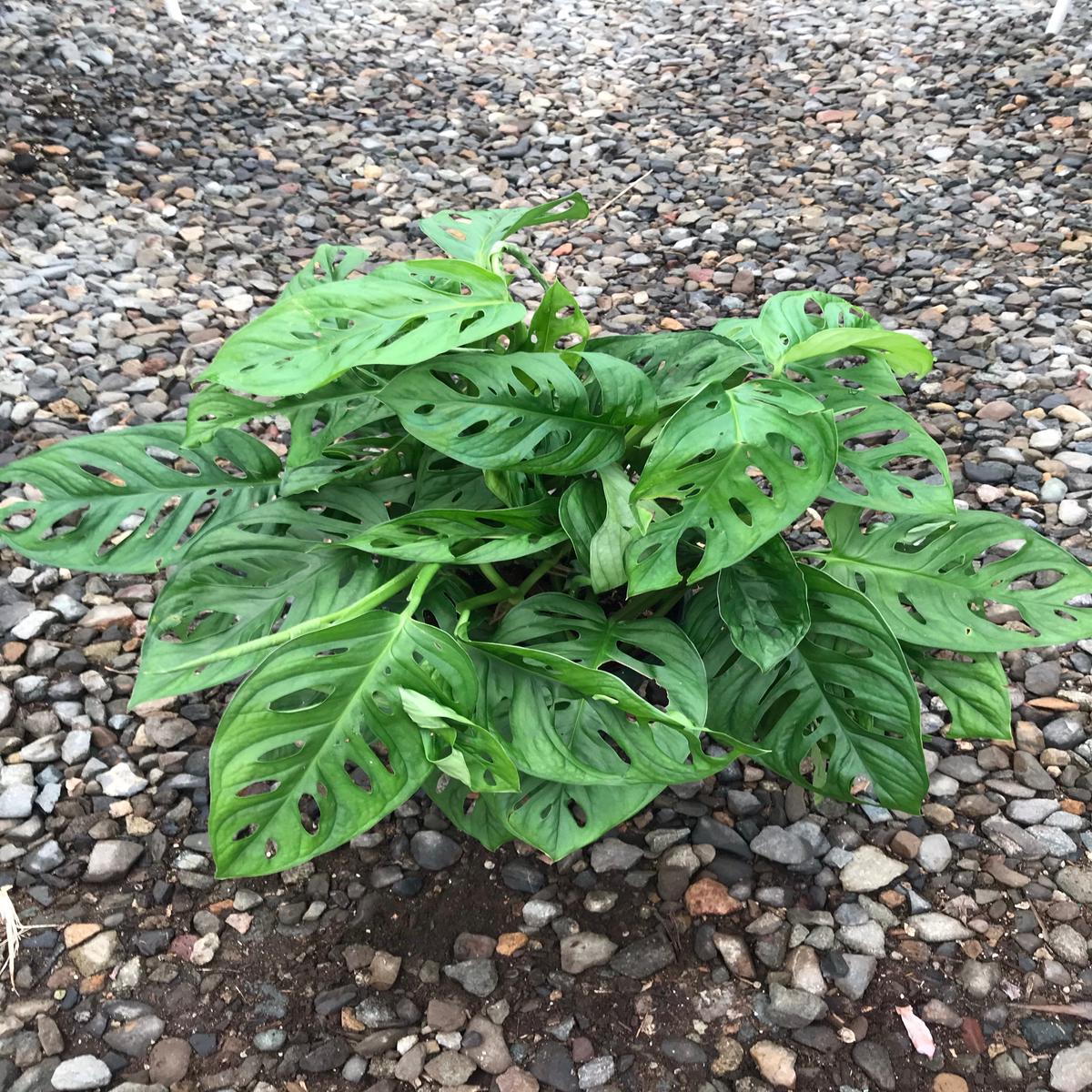 8" Monstera Adansonii 'Swiss Cheese'