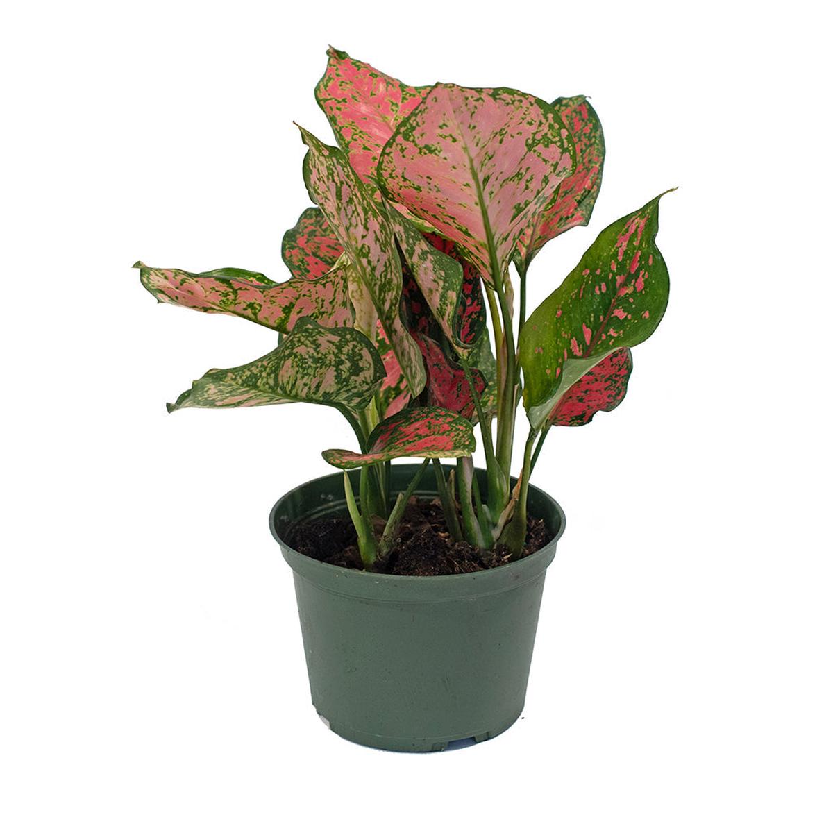 Aglaonema/Chinese Evergreen Red Valentine