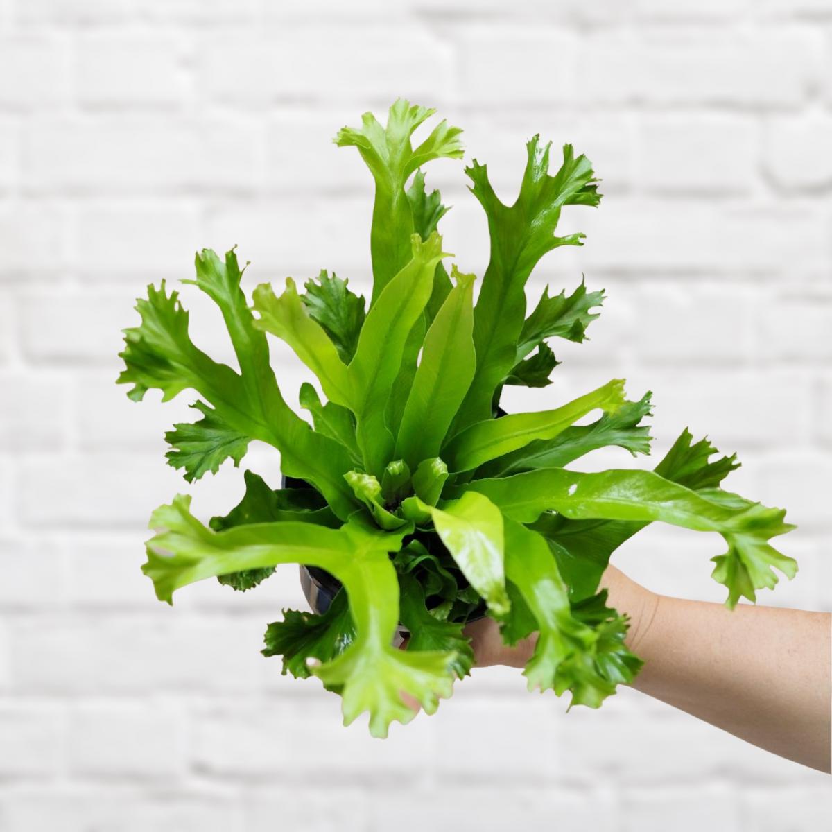 Bird's Nest Fern Crissie