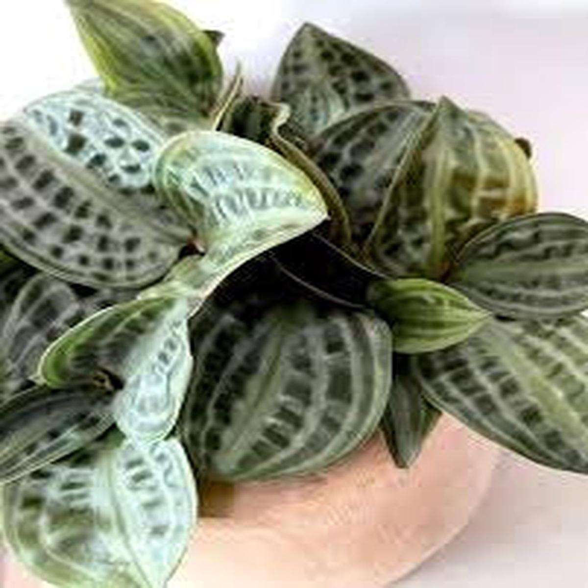 Calathea Geogenanthus