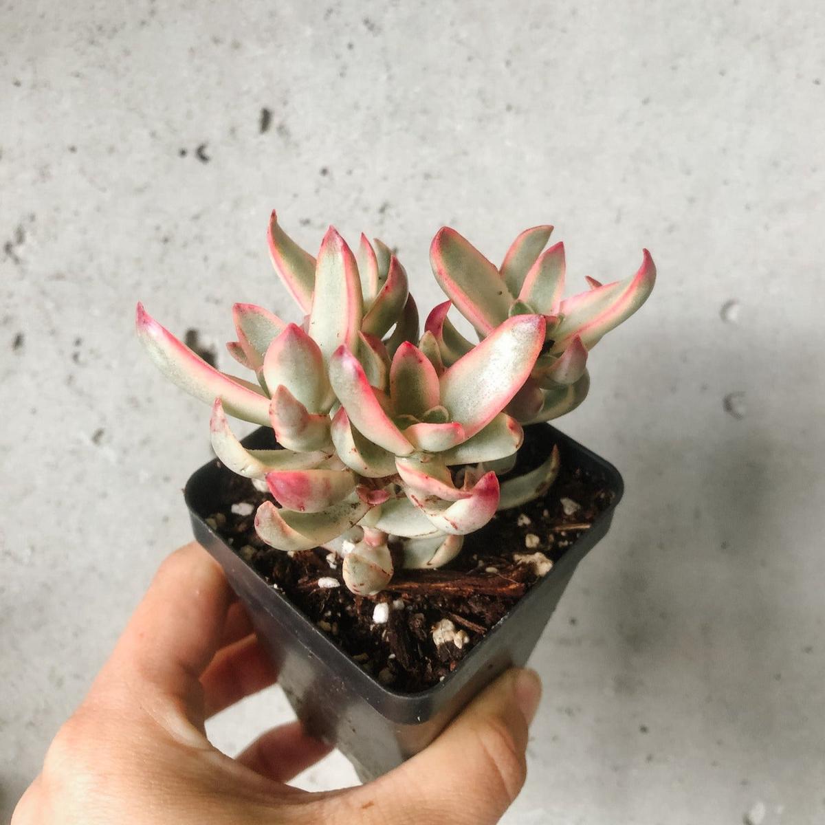 Crassula Candy Cane