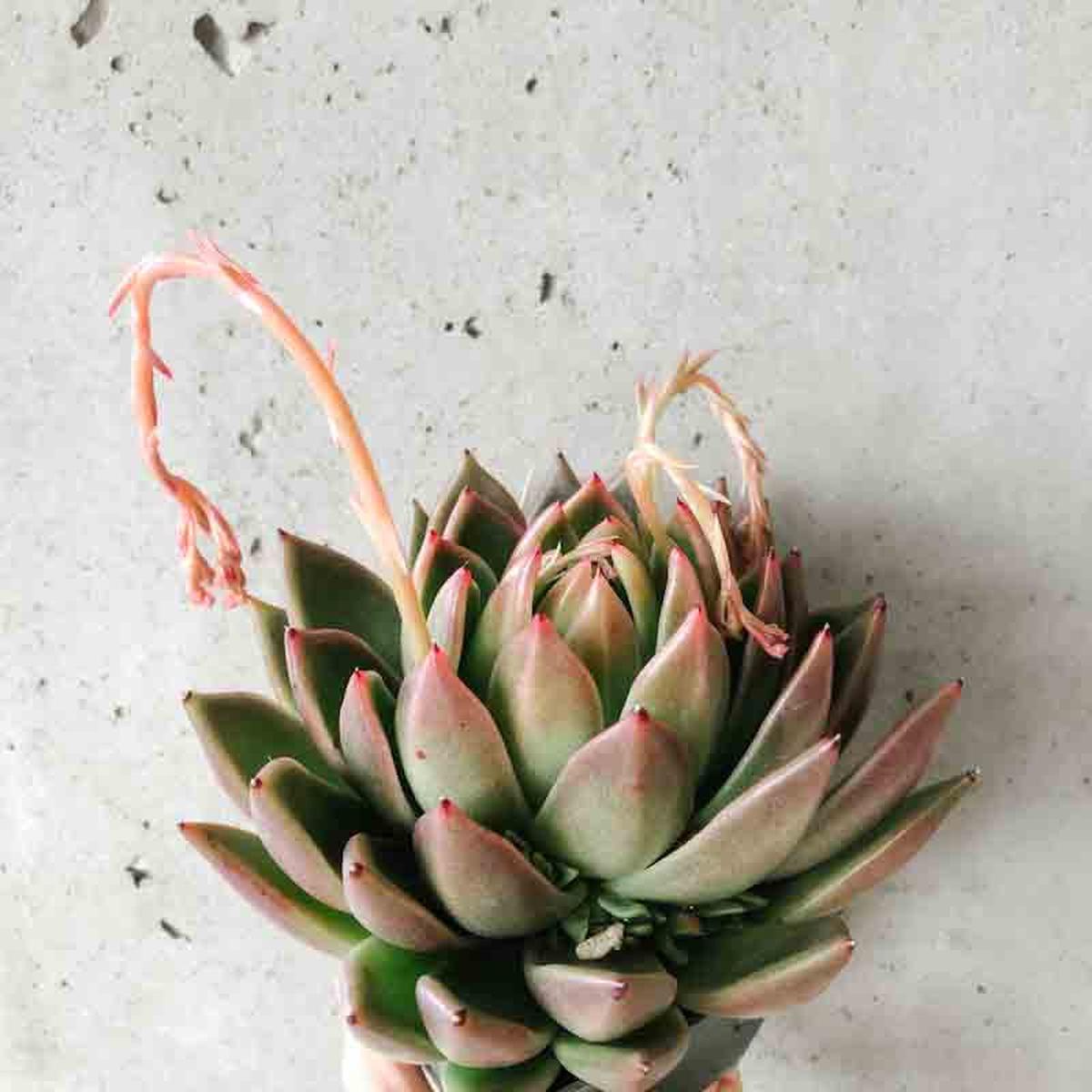 Echeveria Miranda