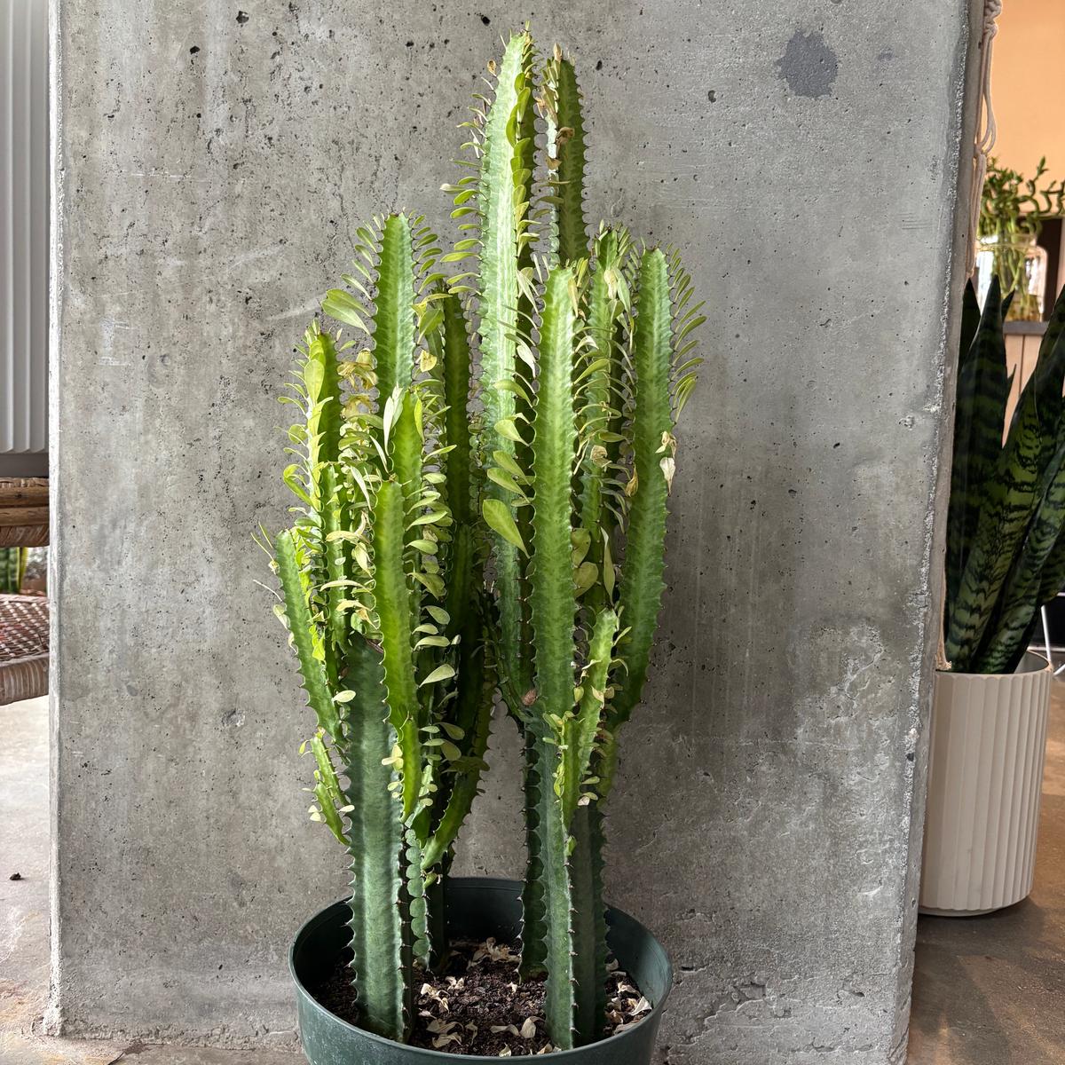 Euphorbia Trigona Variegata