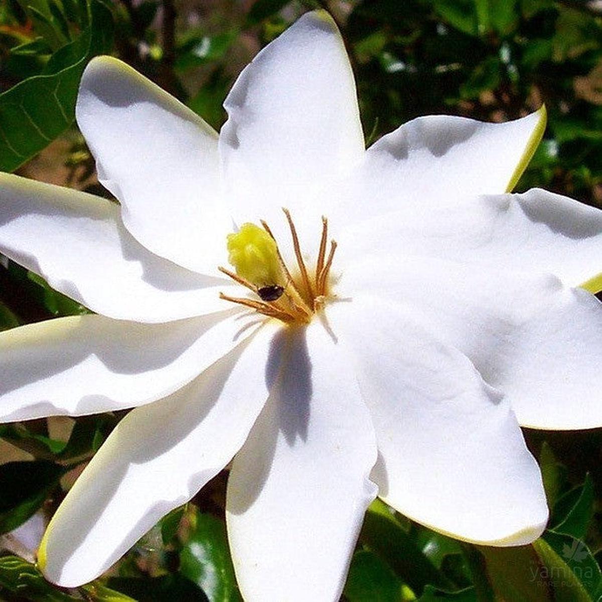 Gardenia thunbergia