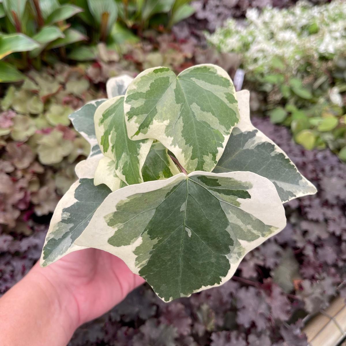 Ivy Algerian Hedera canariensis 'Variegata'