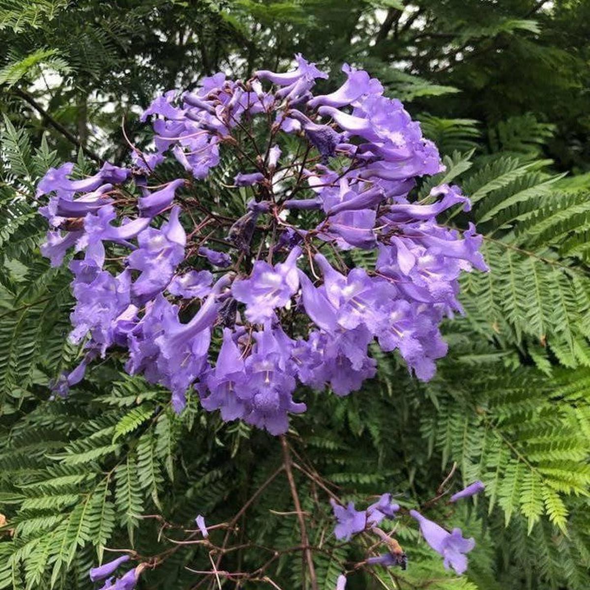 Jacaranda mimosaefolia