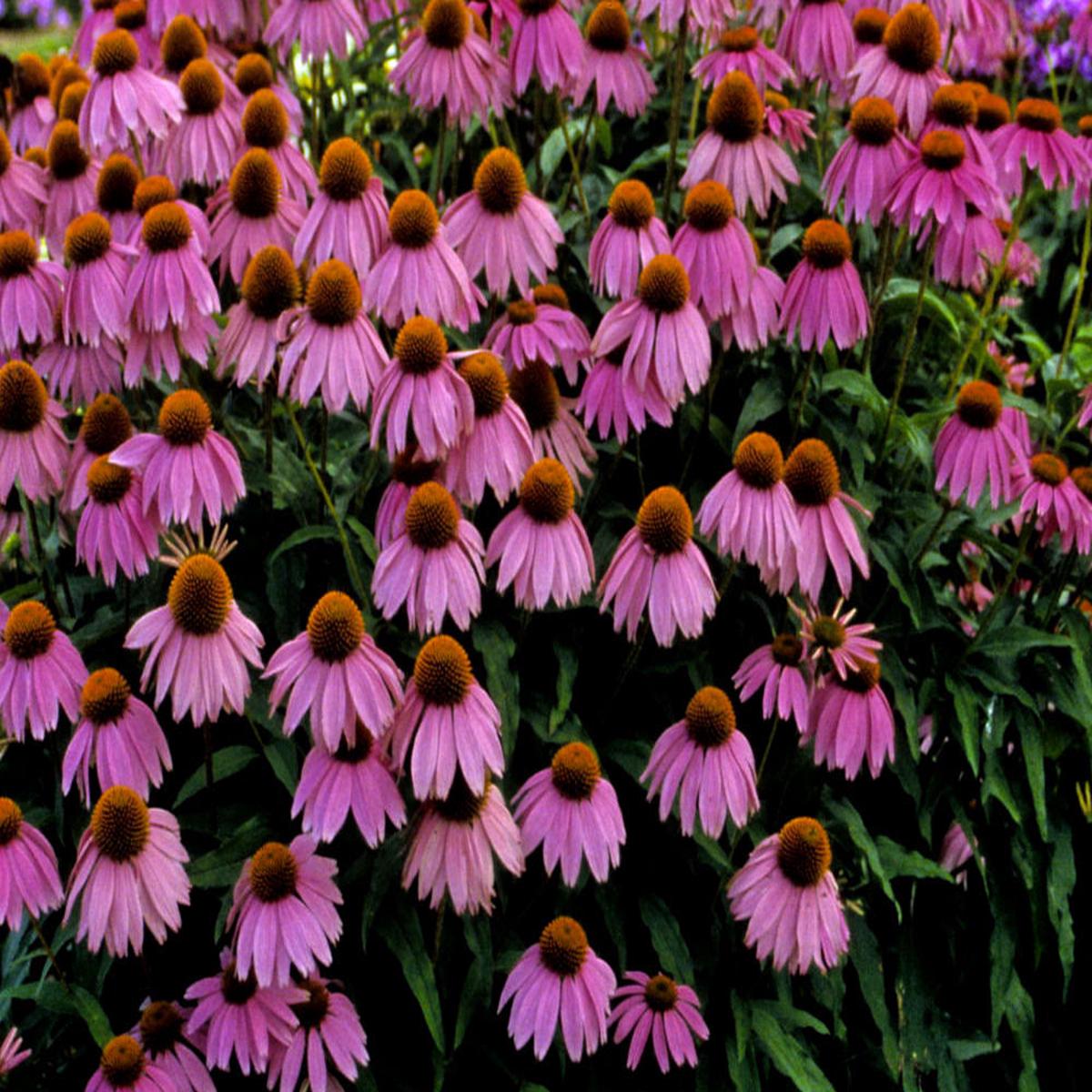 Kim's Knee High Coneflower (Echinacea purpurea 'Kims Knee High') - 3QT