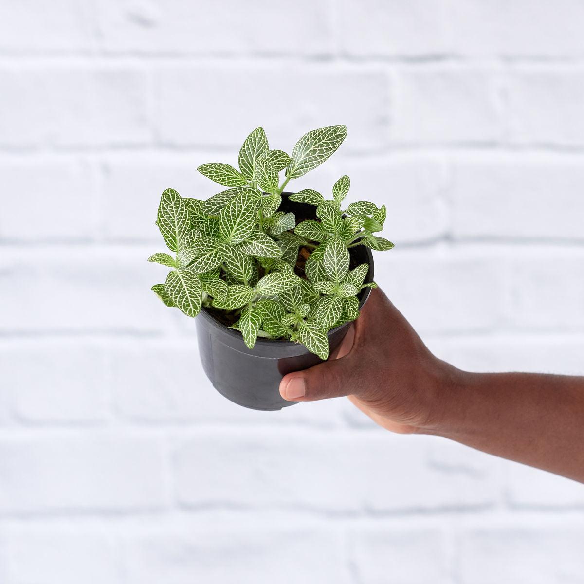 Nerve Plant - Green