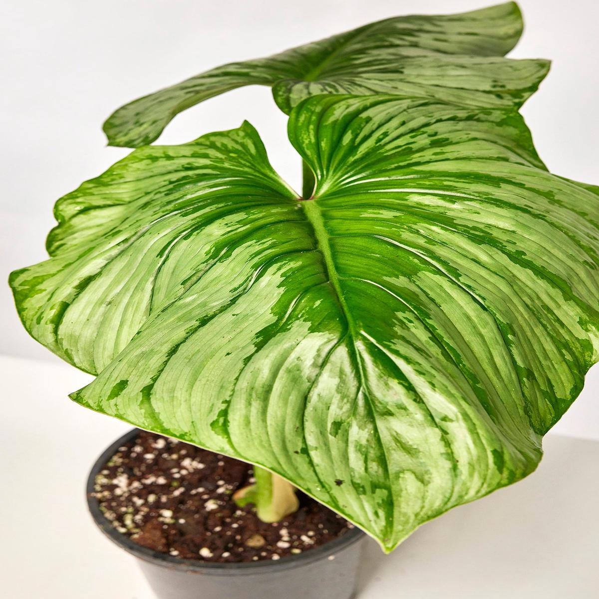 Philodendron mamei 2-3 leaves cutting