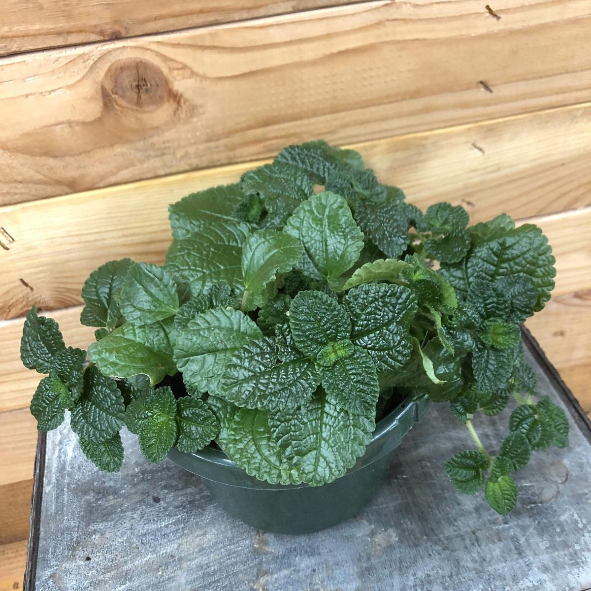 Pilea Creeping Charlie, 6" Plant