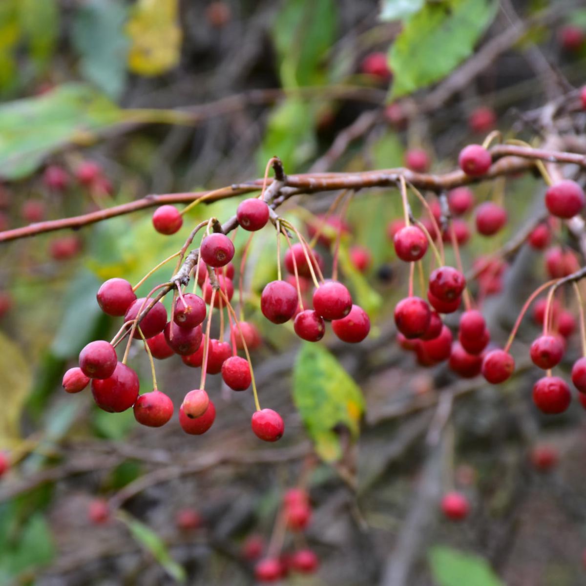 Red Jade Crabapple