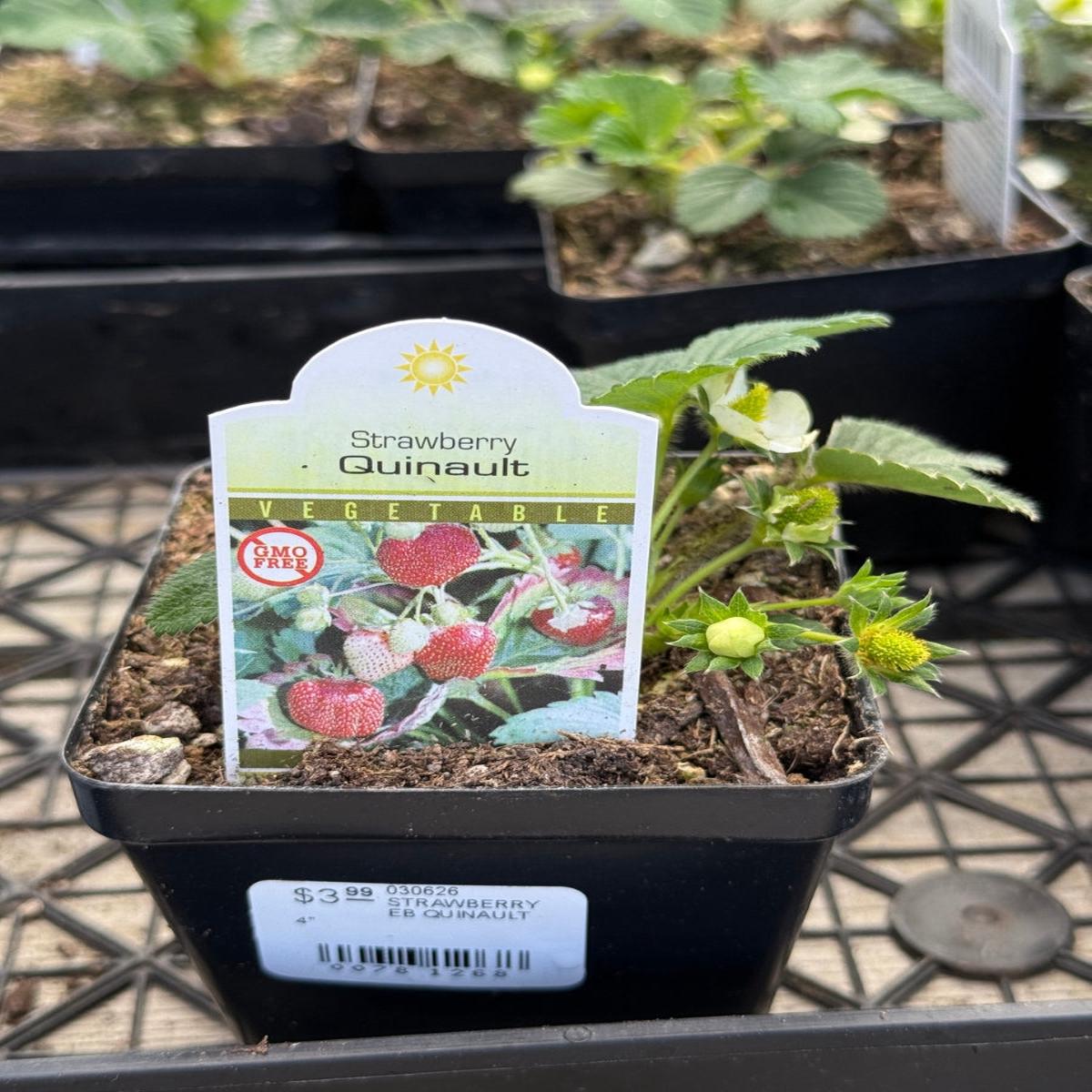 Strawberry Everbearing Quinault 4''