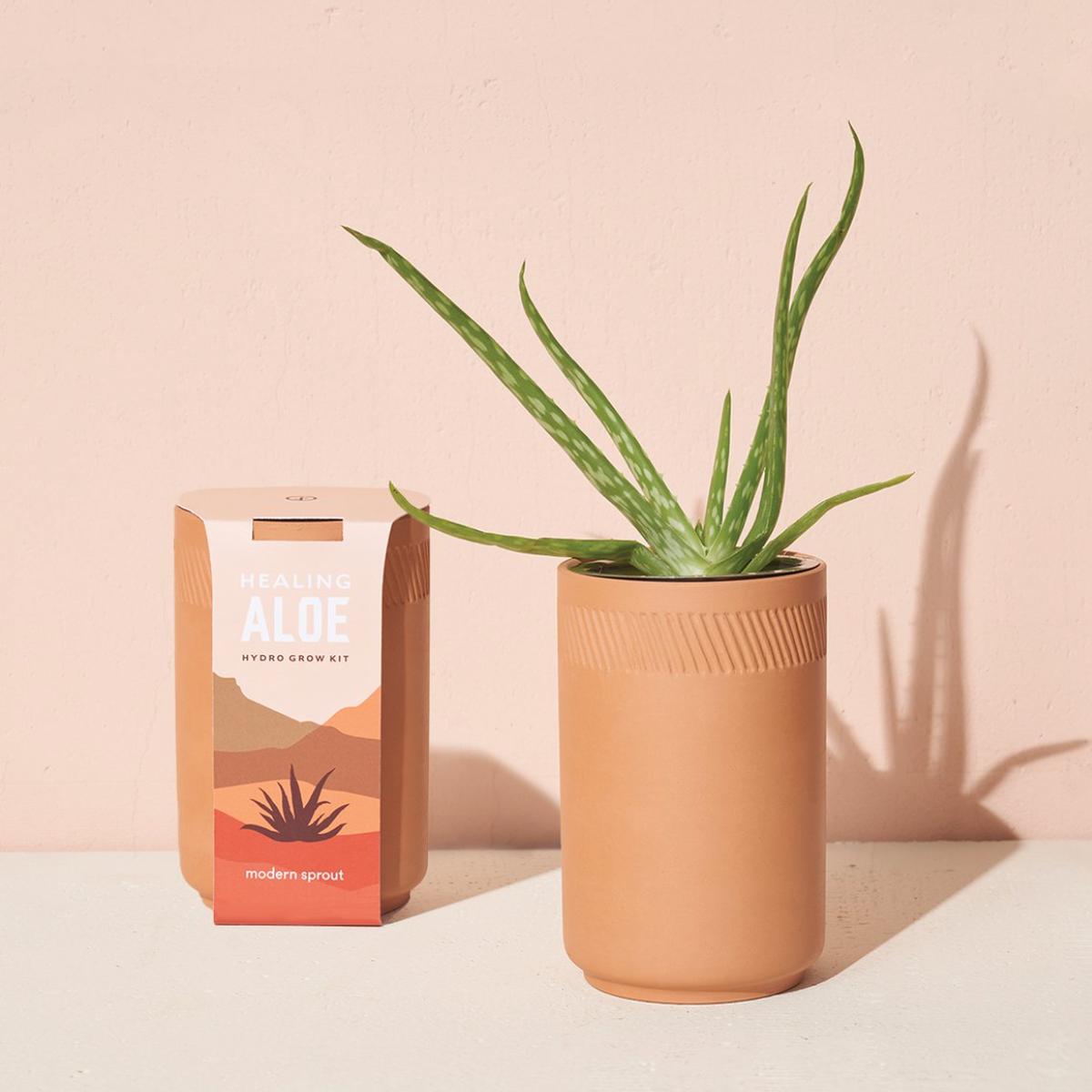 Terracotta Aloe Kit