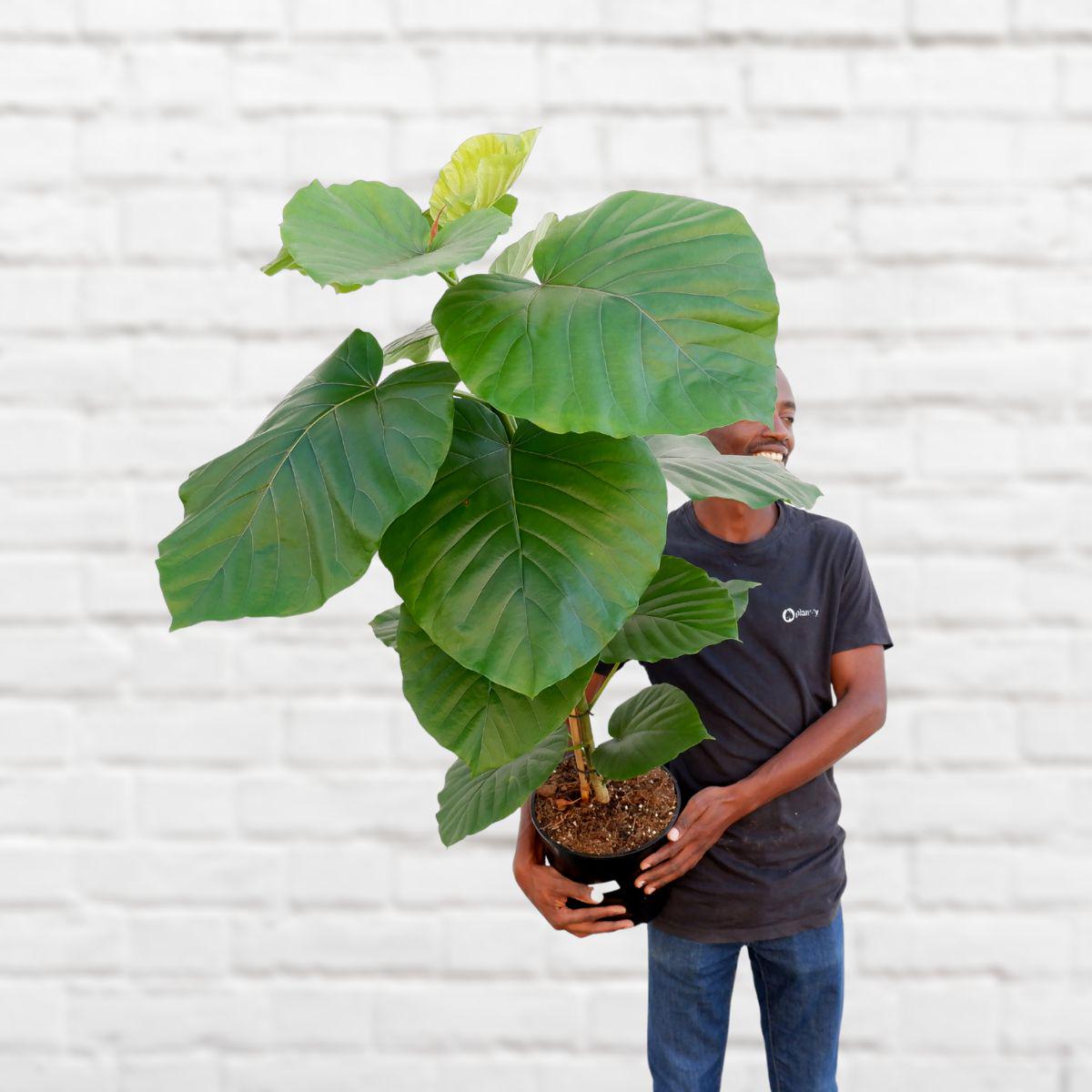 Umbrella Tree Fig - Extra Large