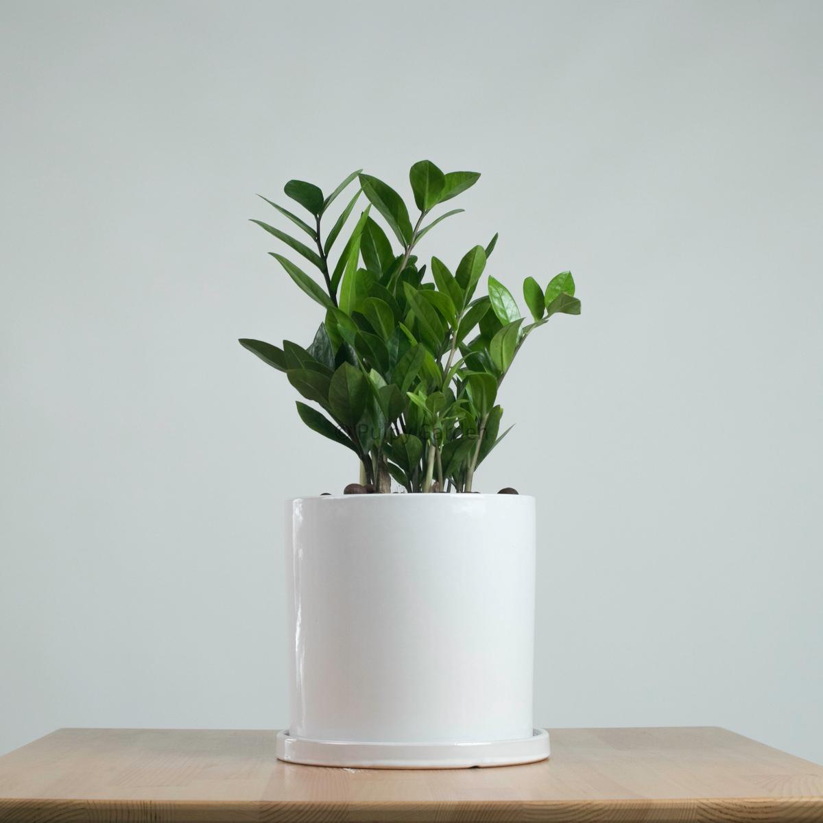 ZZ Plant aka jin qian shu (Small) () in Mono Planter
