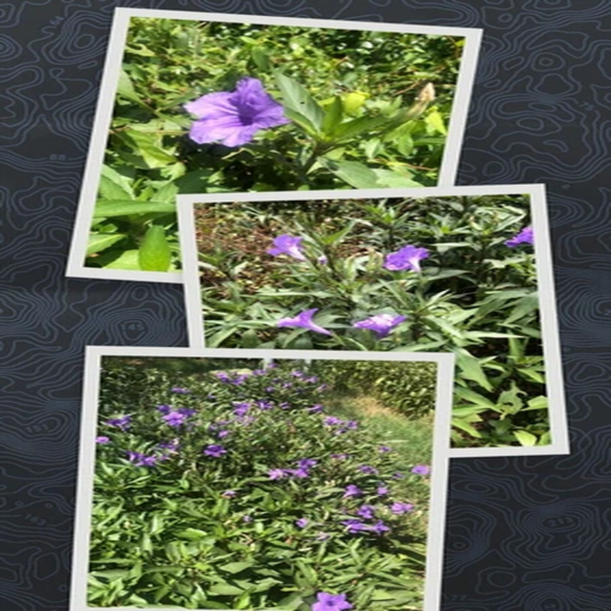 10 Live Bare Rooted Mexican Petunia  Plants (Ruellia Simplex) .