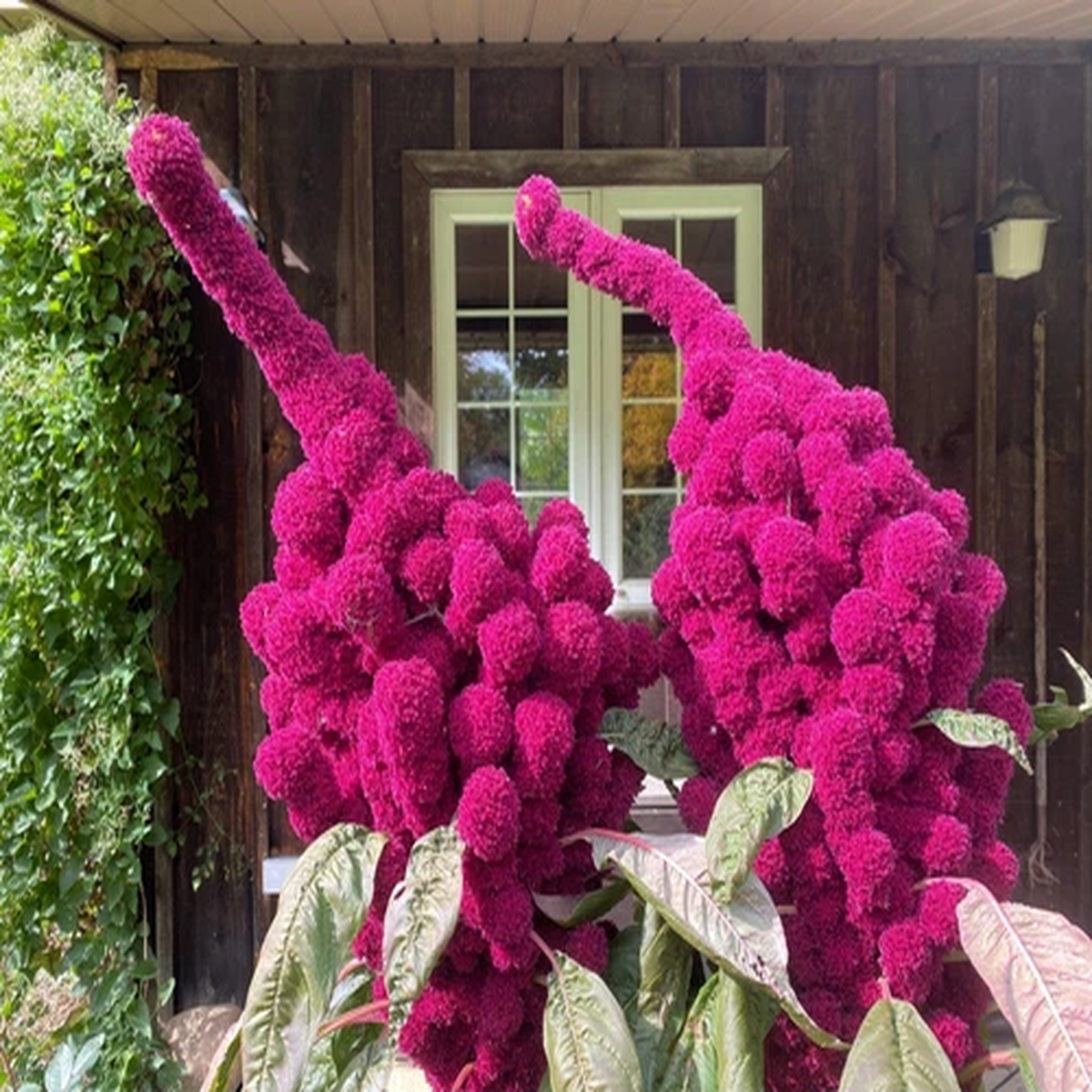 100 Organic ELEPHANT HEAD AMARANTHUS Amaranthus Gangeticus Burgundy Red Flower S