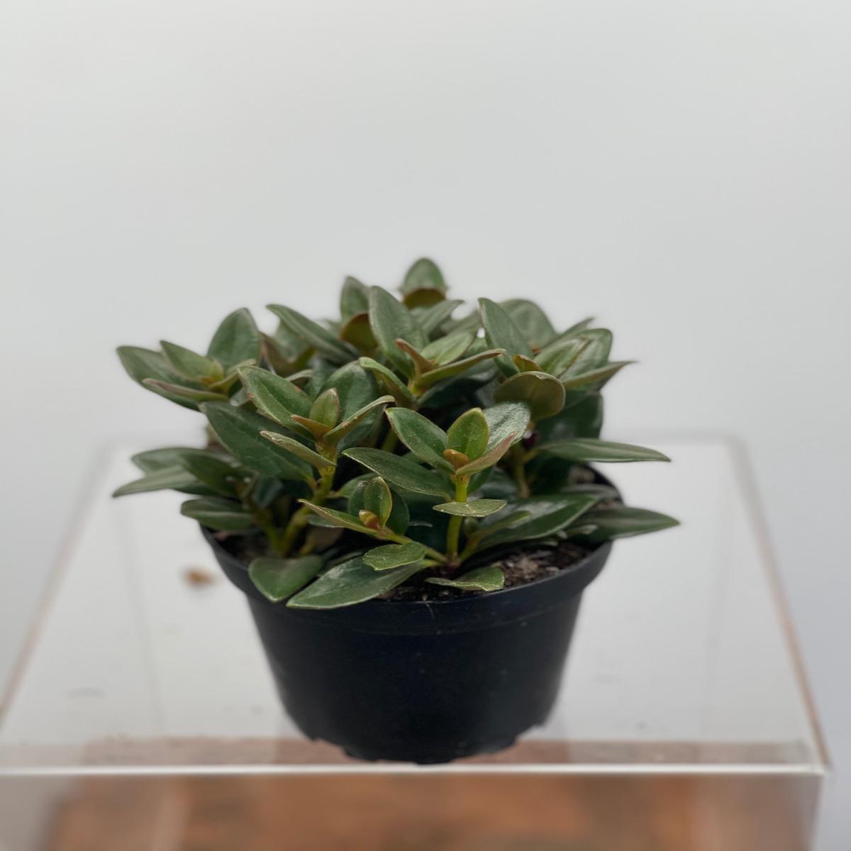 4" Nematanthus Goldfish Black Gold