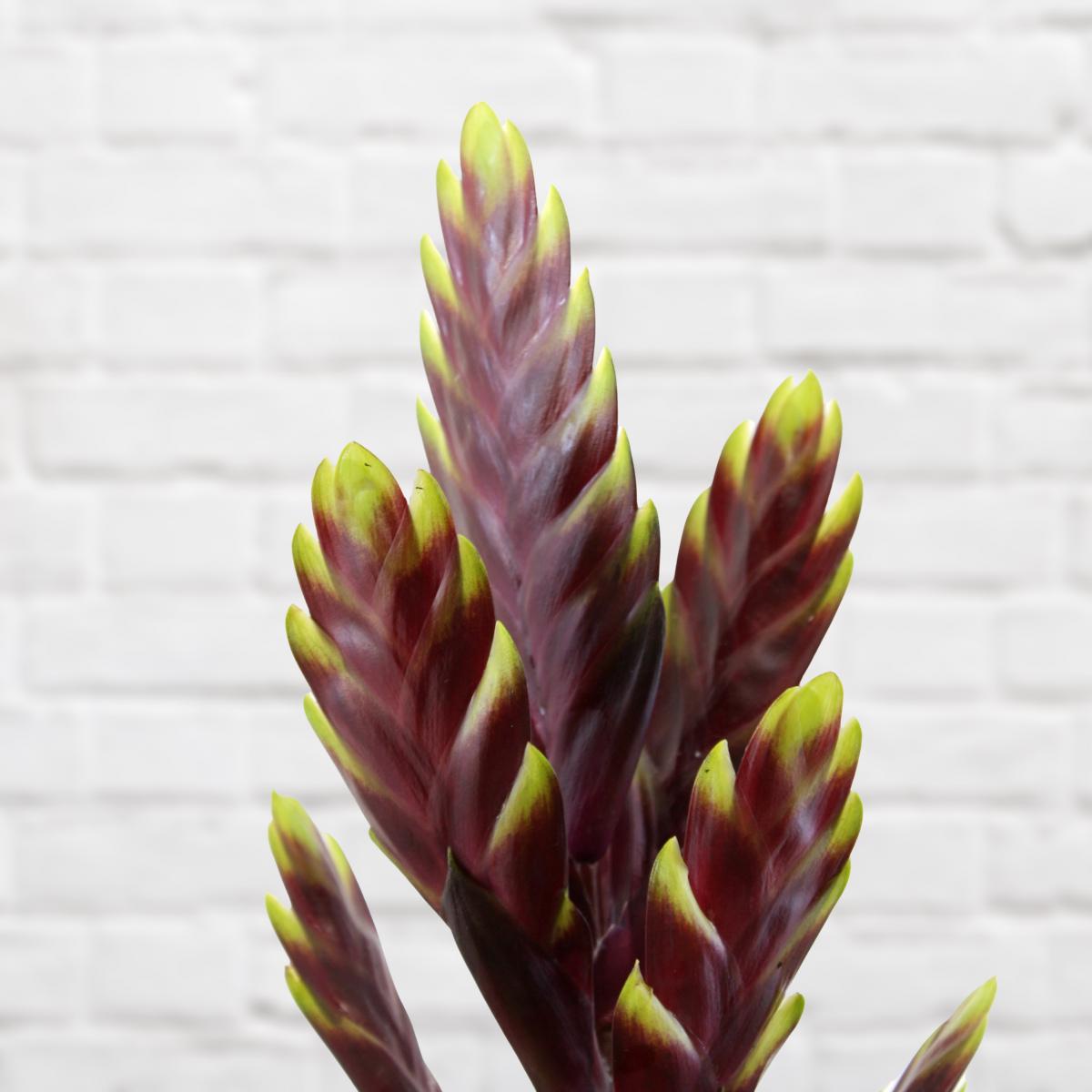 Bromeliad Vriesea - Maroon with Yellow Tips