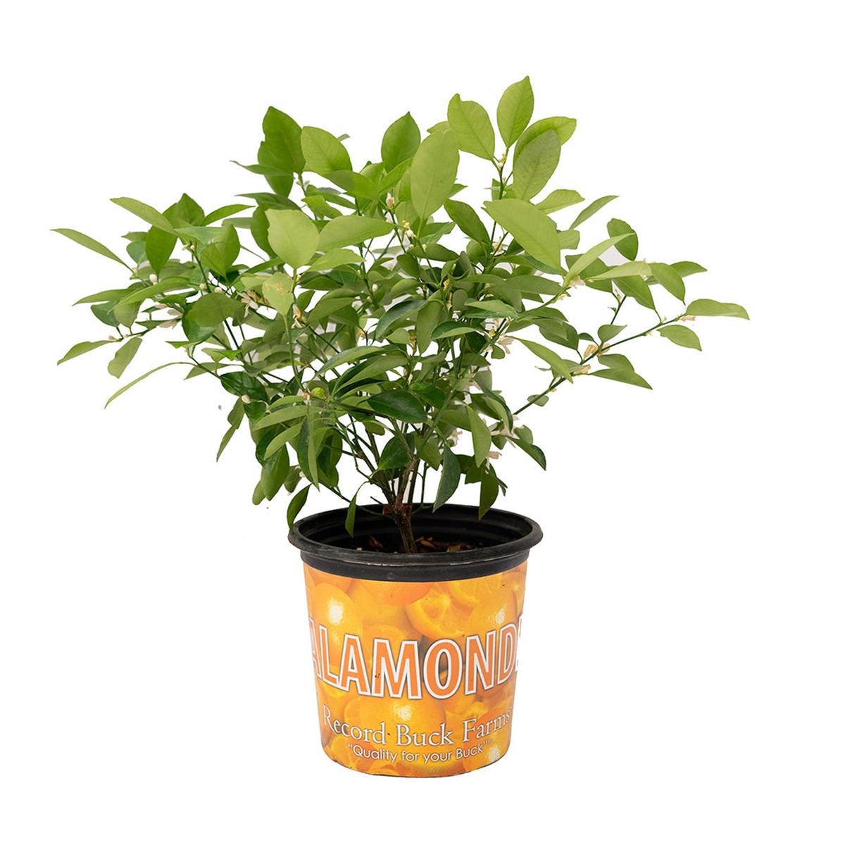 Citrus Microcarpa/Calamondin 8In