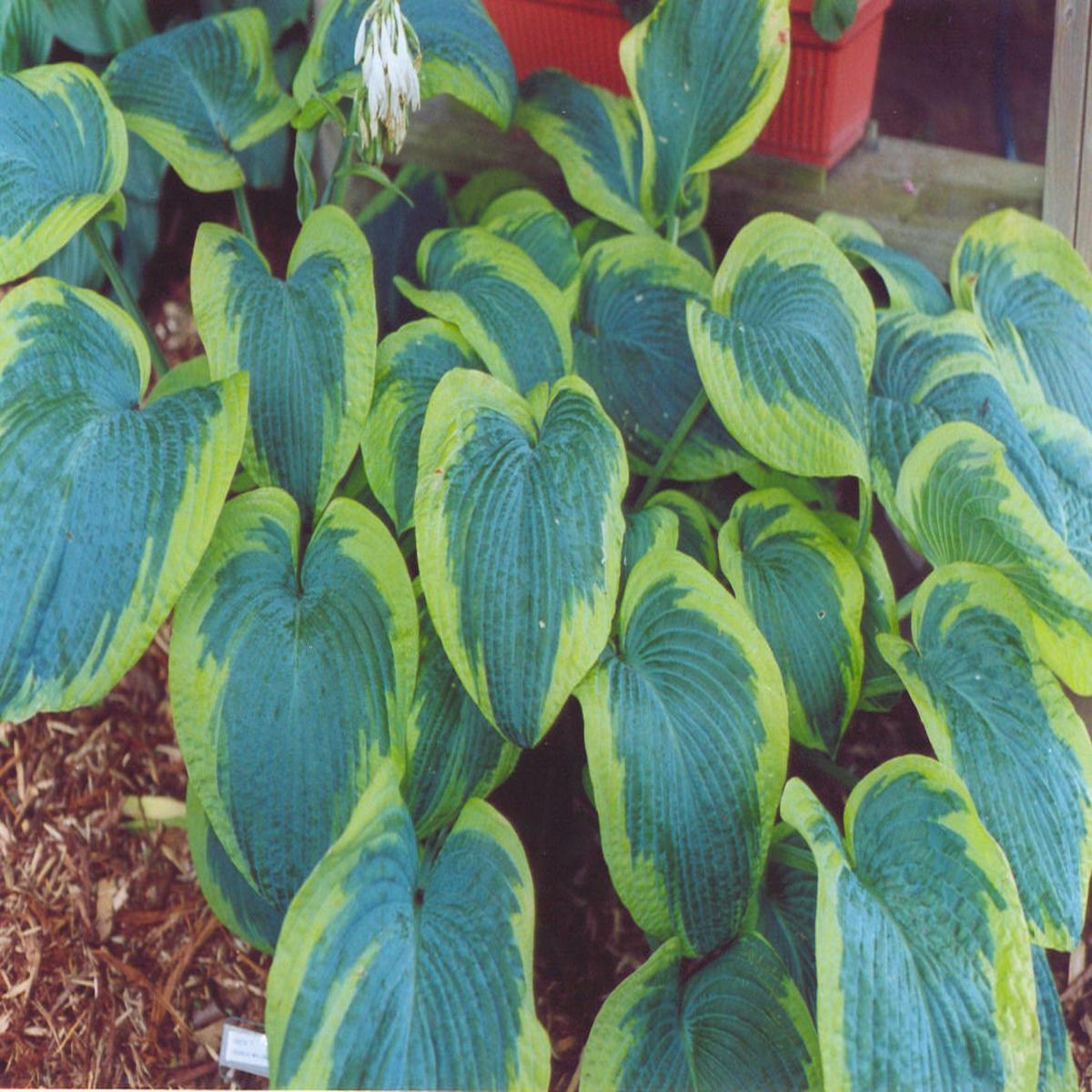 Francis Williams Plantain Lily (Hosta francis 'Williams') - 1 gallon
