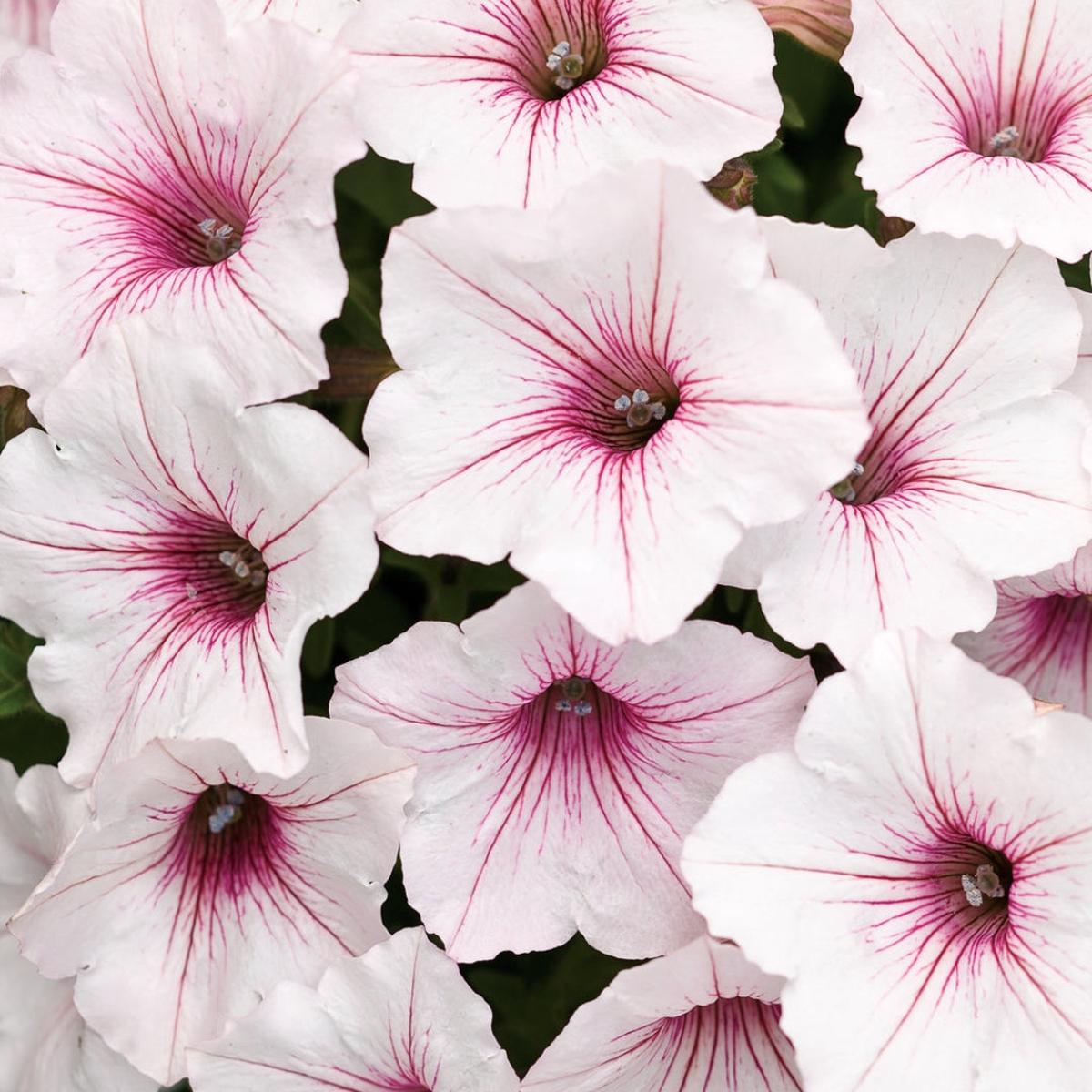 Proven Winners Petunia Supertunia Vista Silverberry 4.5"