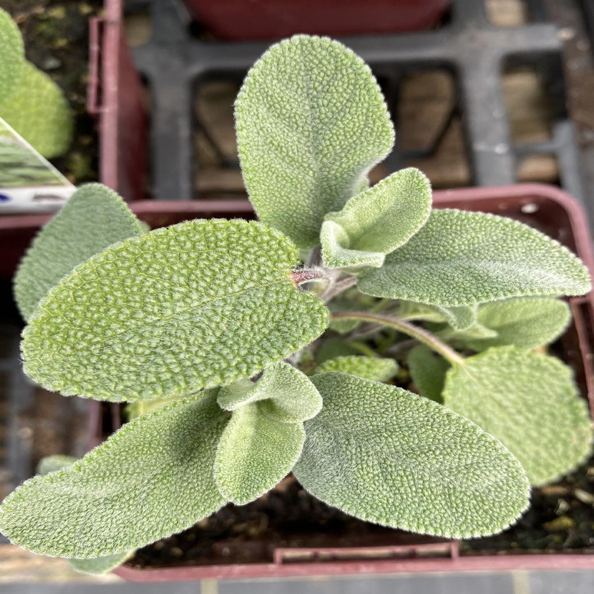 Sage Berggarten 4"