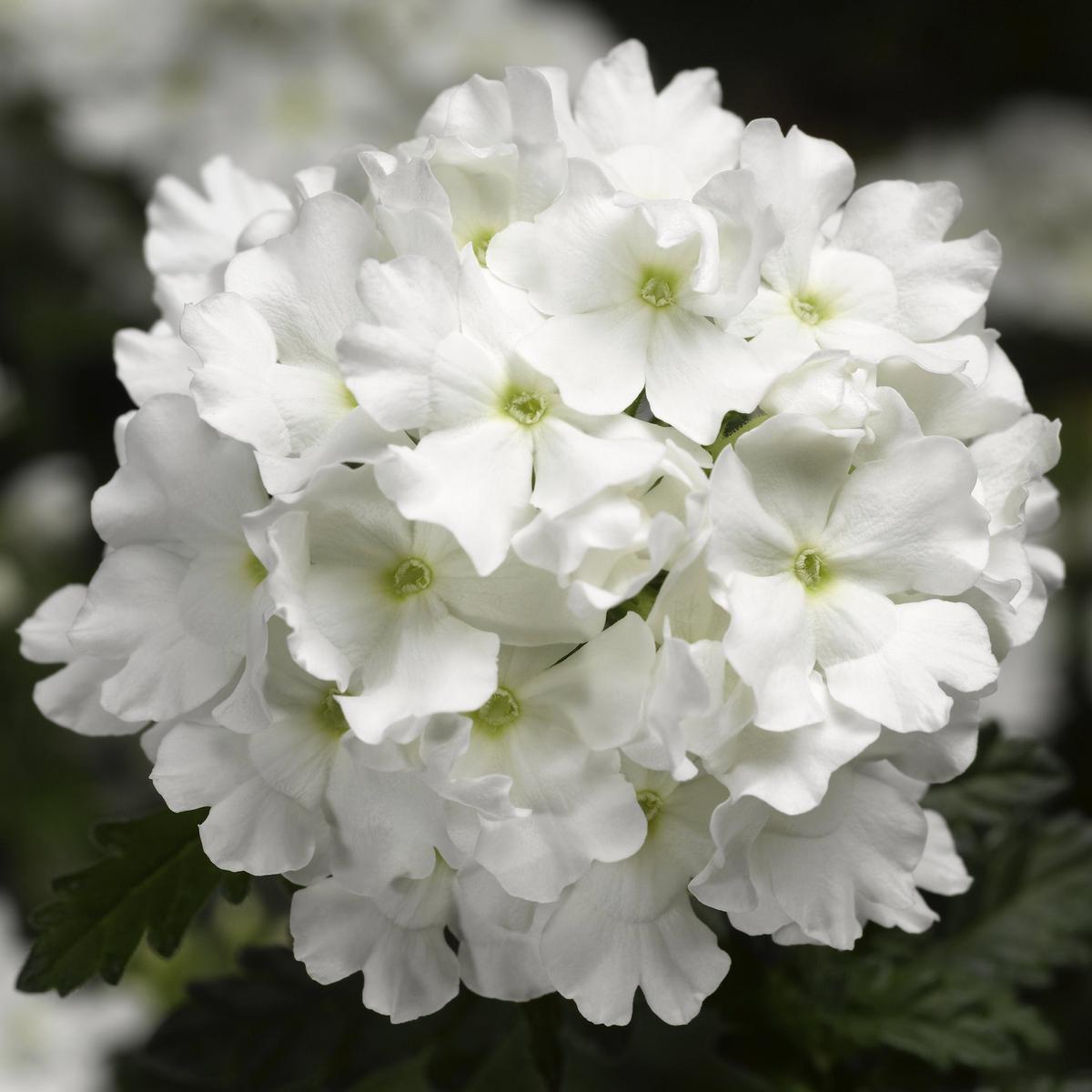 Verbena Lanai White