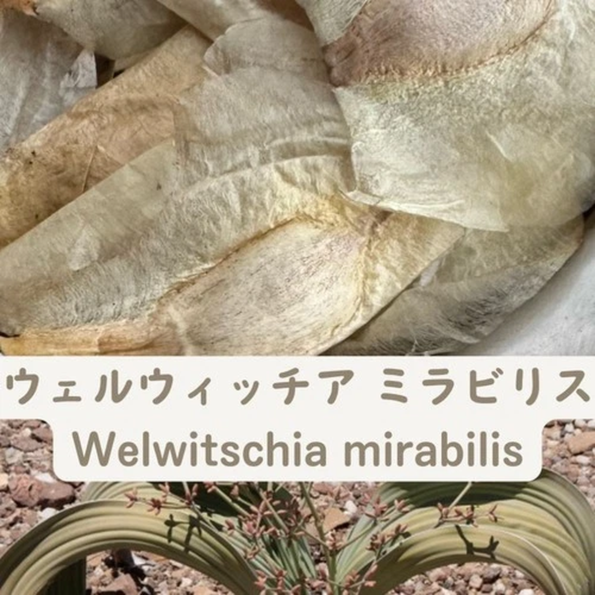 Welwitschia Mirabilis - Fresh & Rare! seeds5/20/50/100pcs
