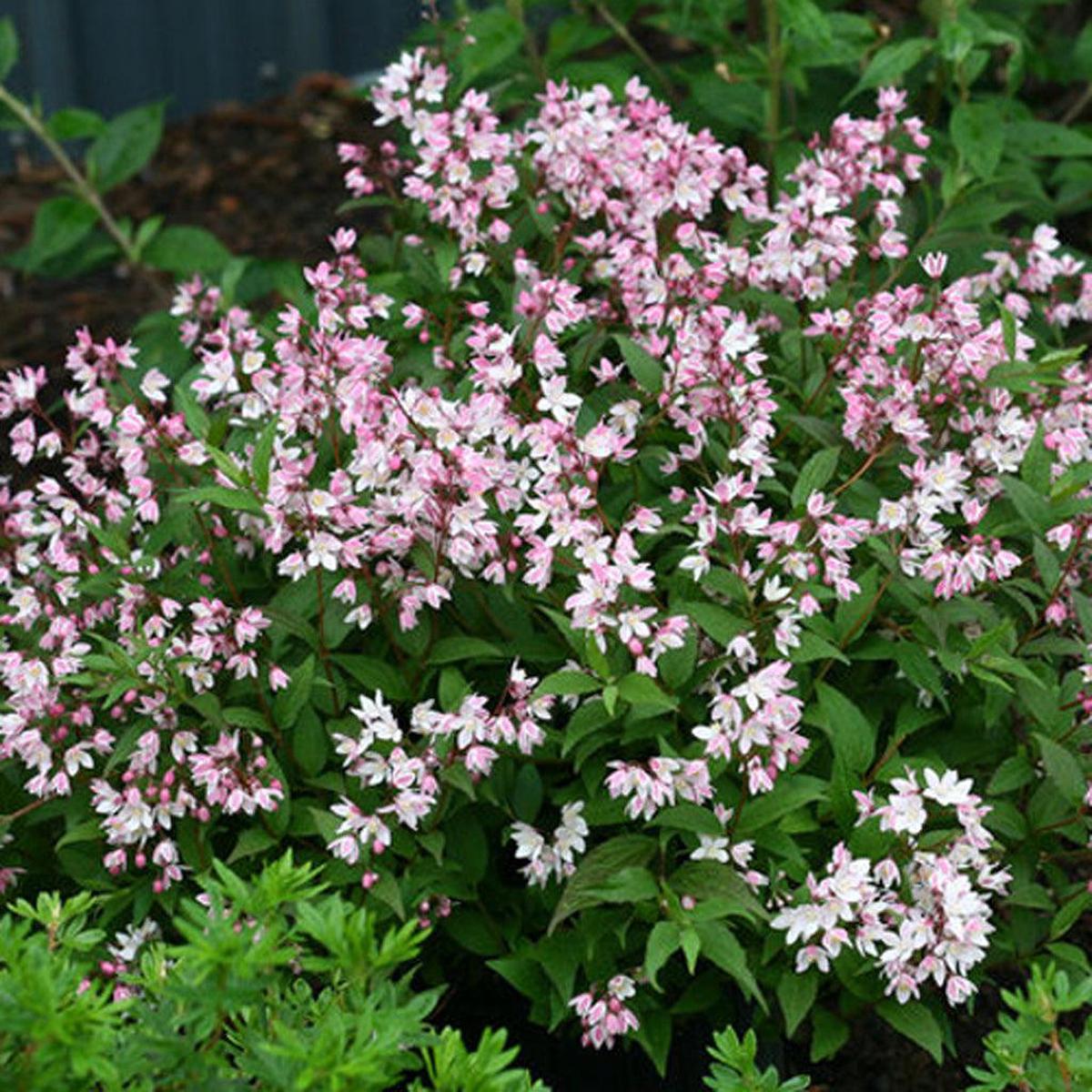 Yuki Cherry Blossom Deutzia PW