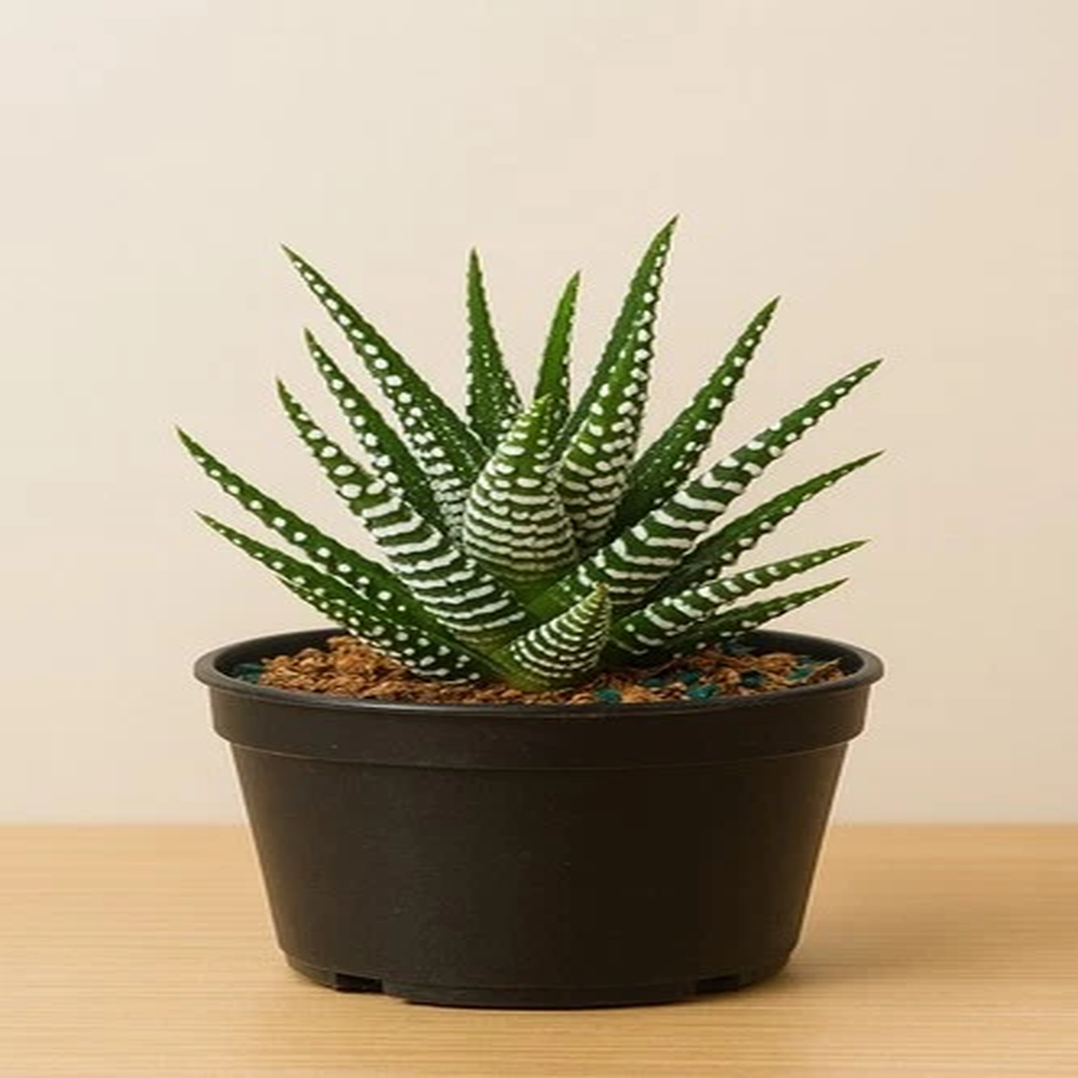 Zebra Plant Succulent  Haworthiopsis fasciata, Live Indoor Plant in 4" Pot.