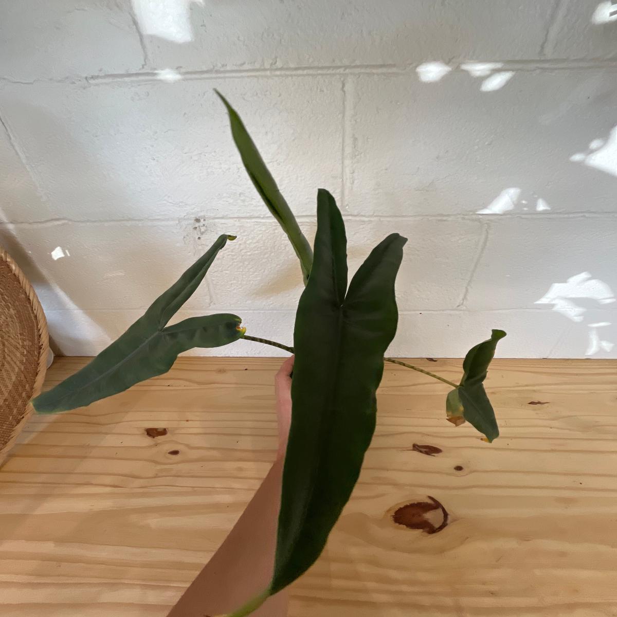 5 Alocasia Zebrina