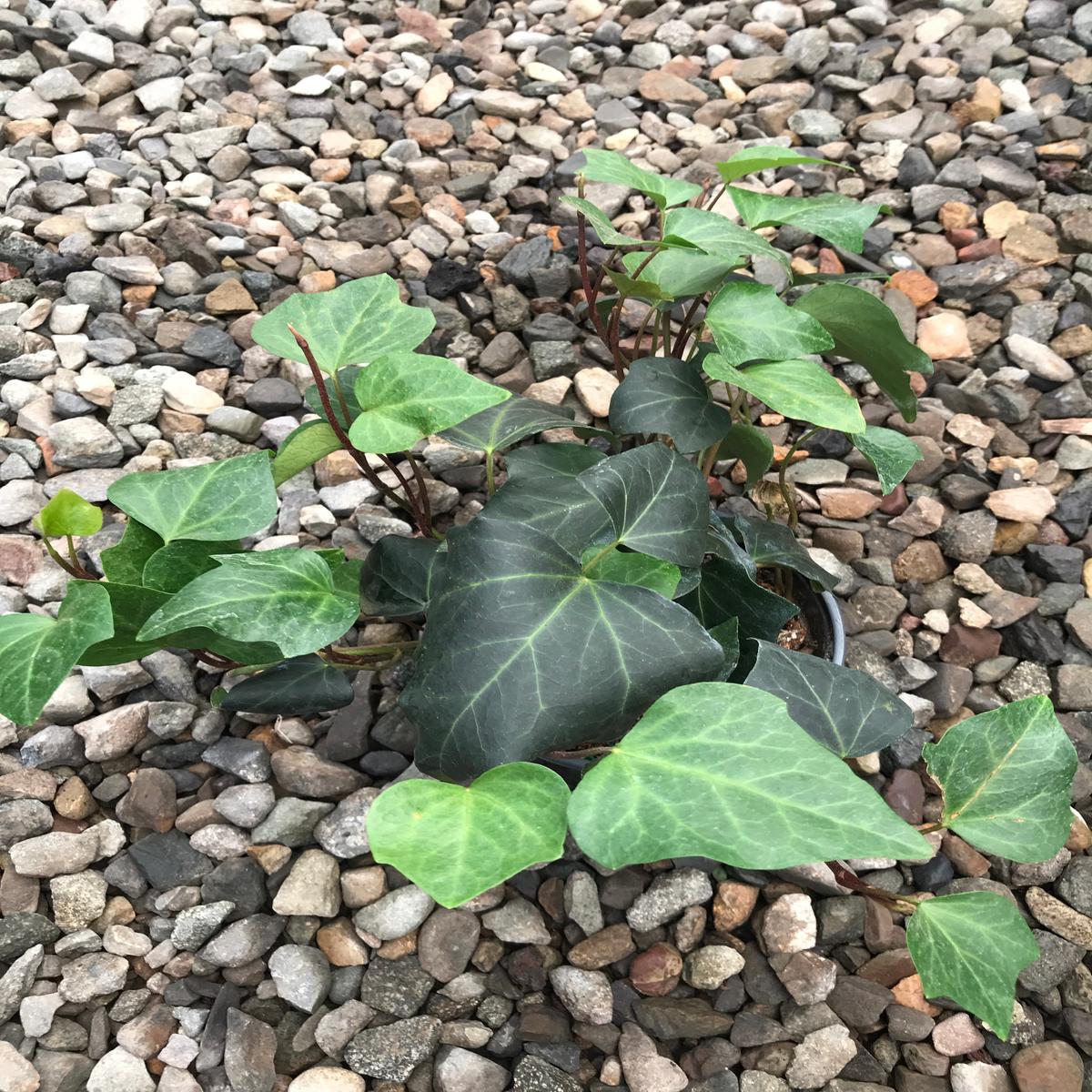 6" Ivy, Algerian