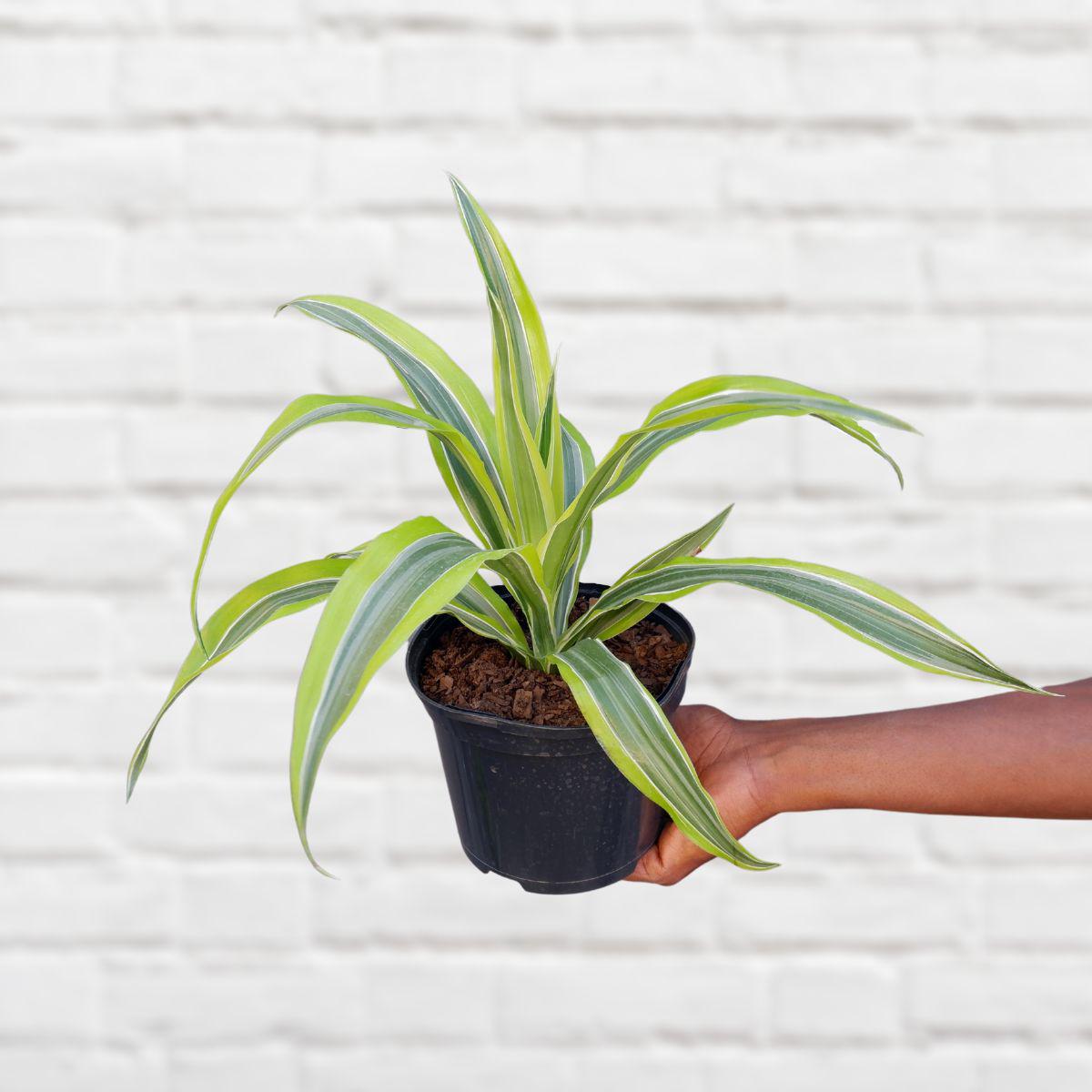 Dragon Tree - Lemon and Lime