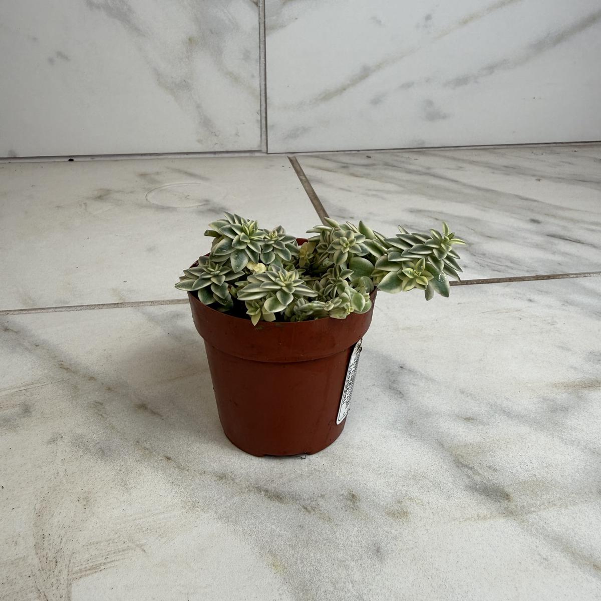 Sedum Lineare Variegatum, 2" Plant
