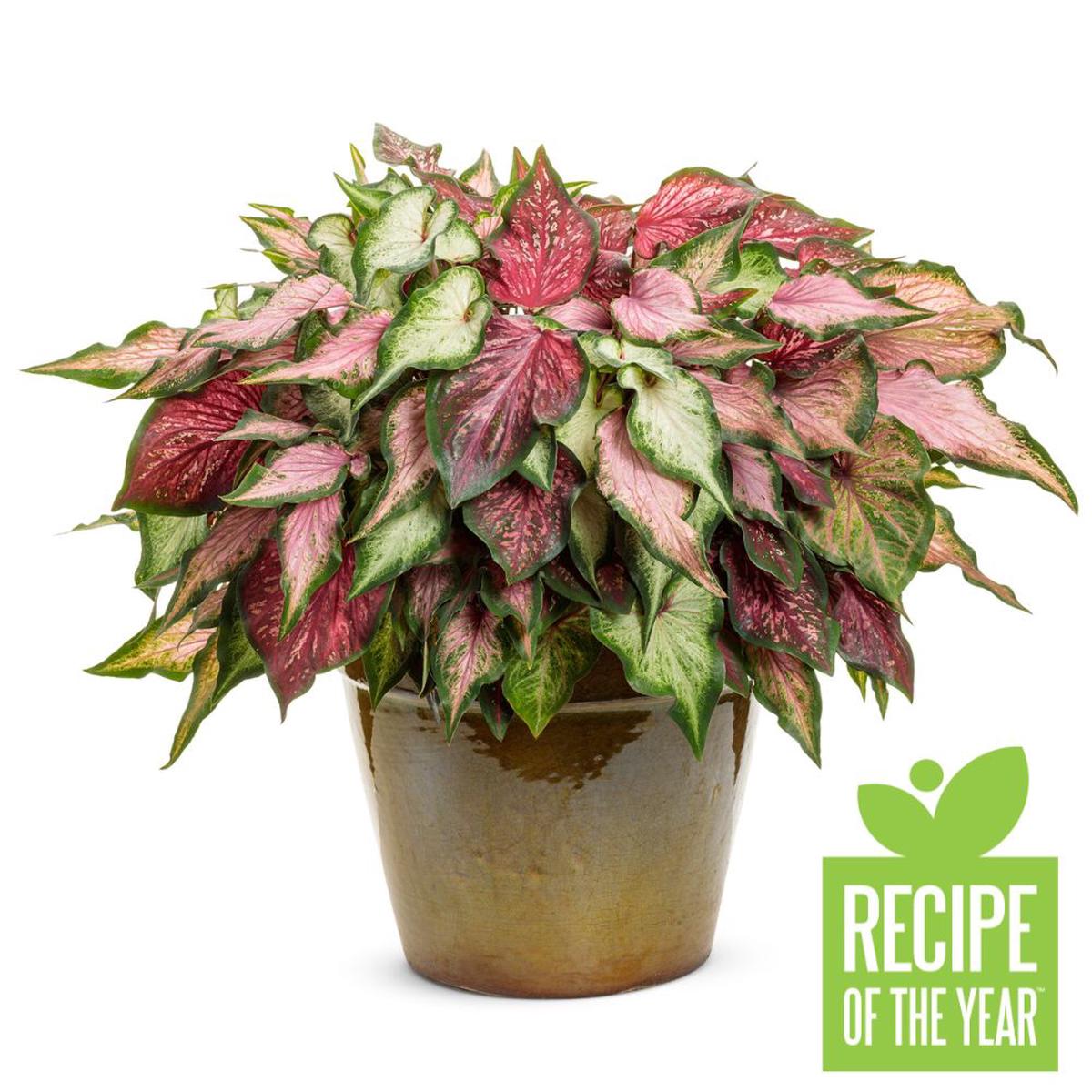 Strawberry Stand